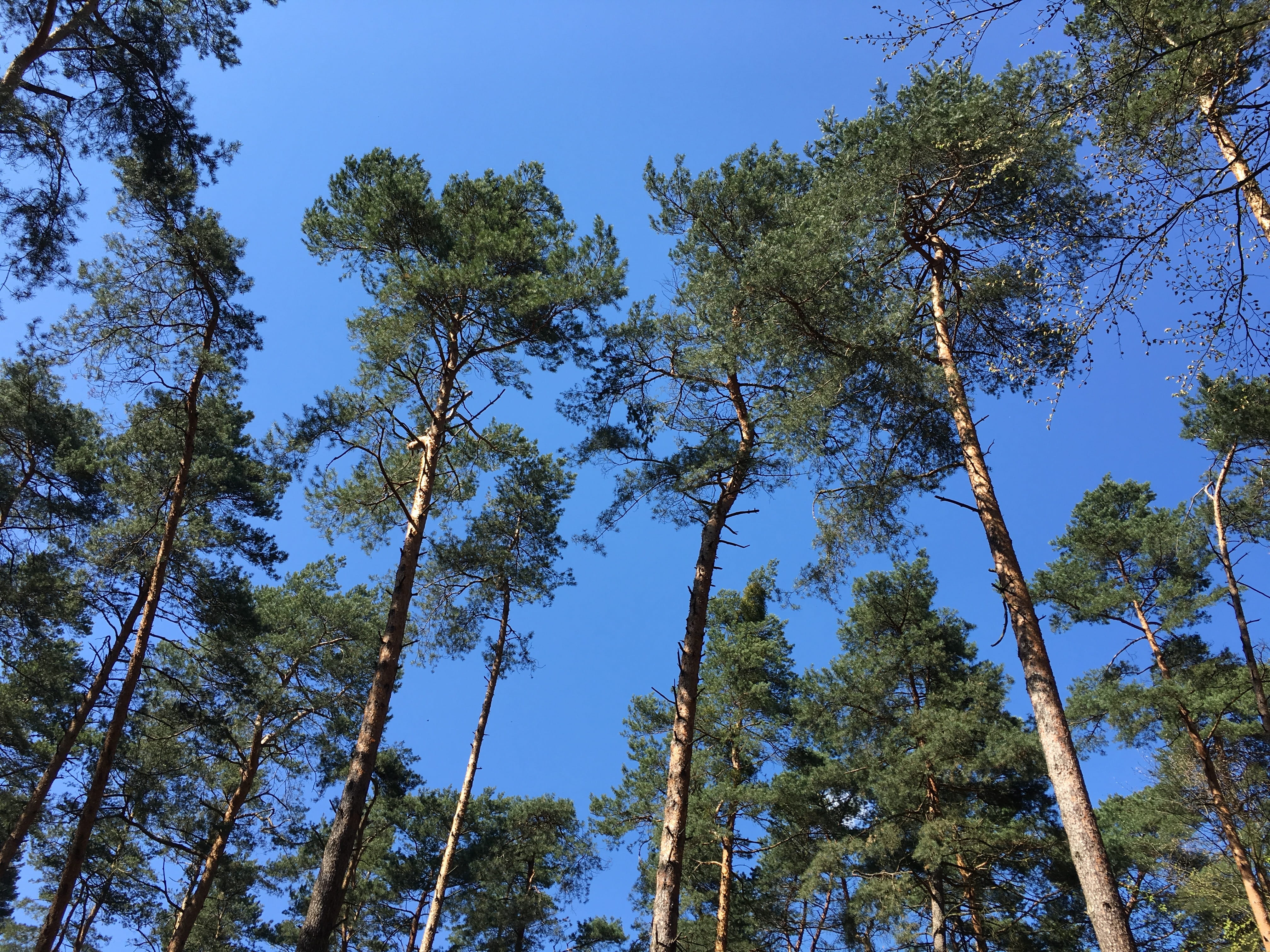 tree, forest, nature, sky, down, evergreen, moss, way, park