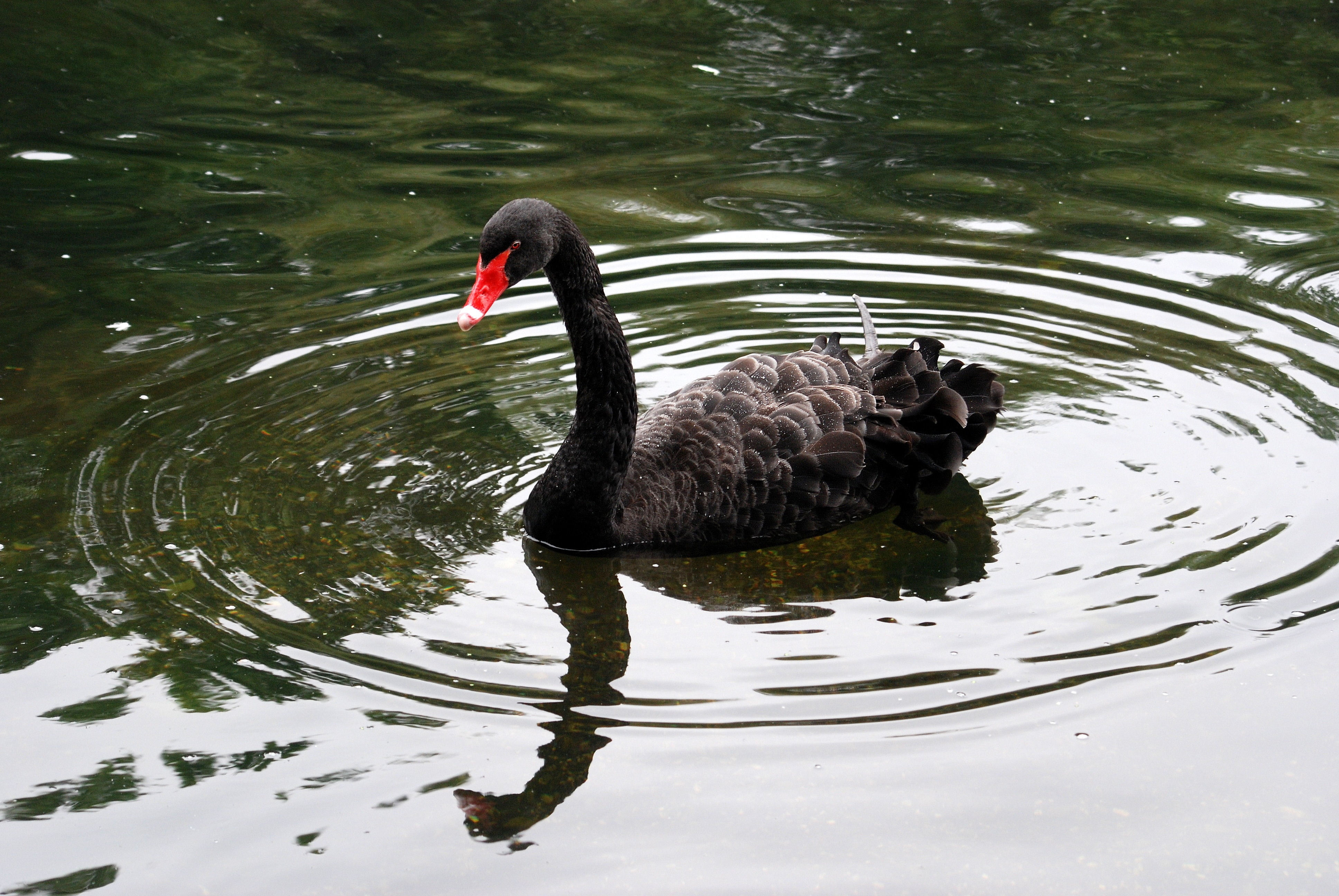 Free download | HD wallpaper: black swan, cygnus atratus, waterbird ...