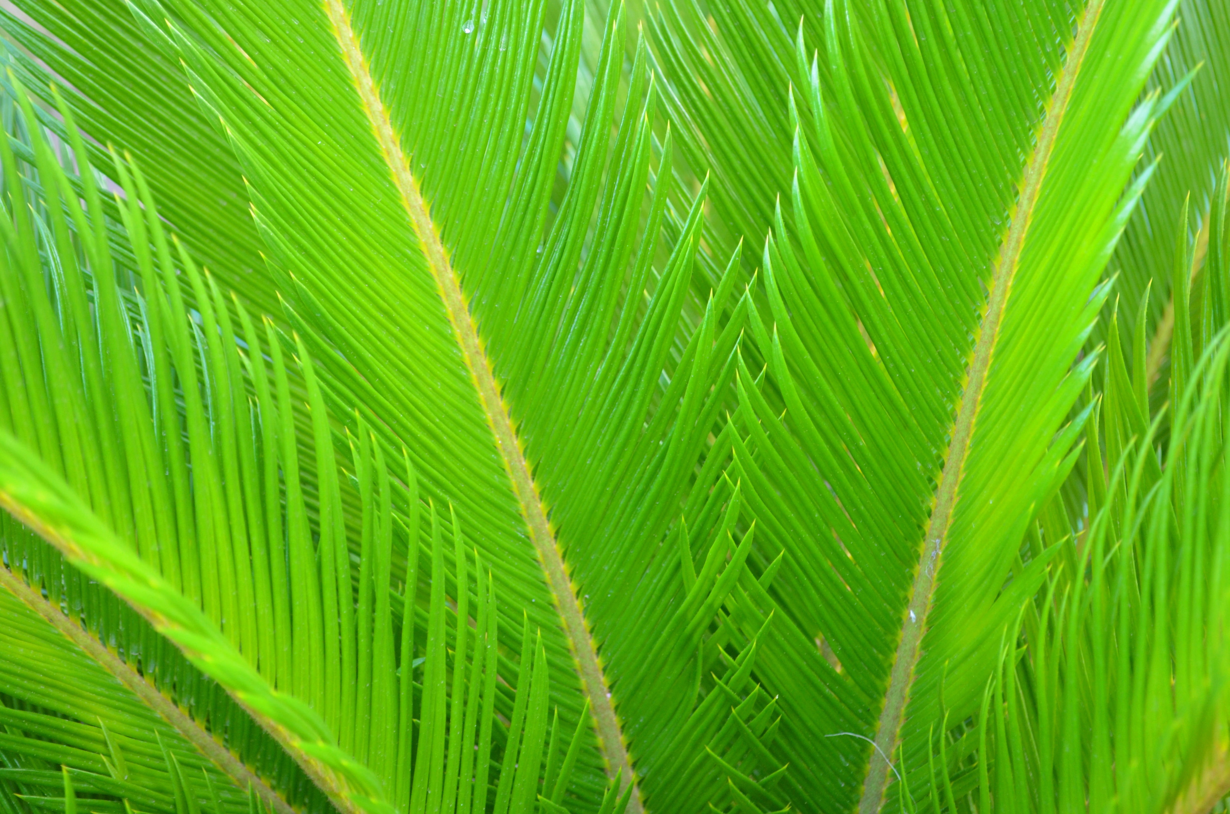 cycads, plants, green, leaf, green color, plant part, backgrounds