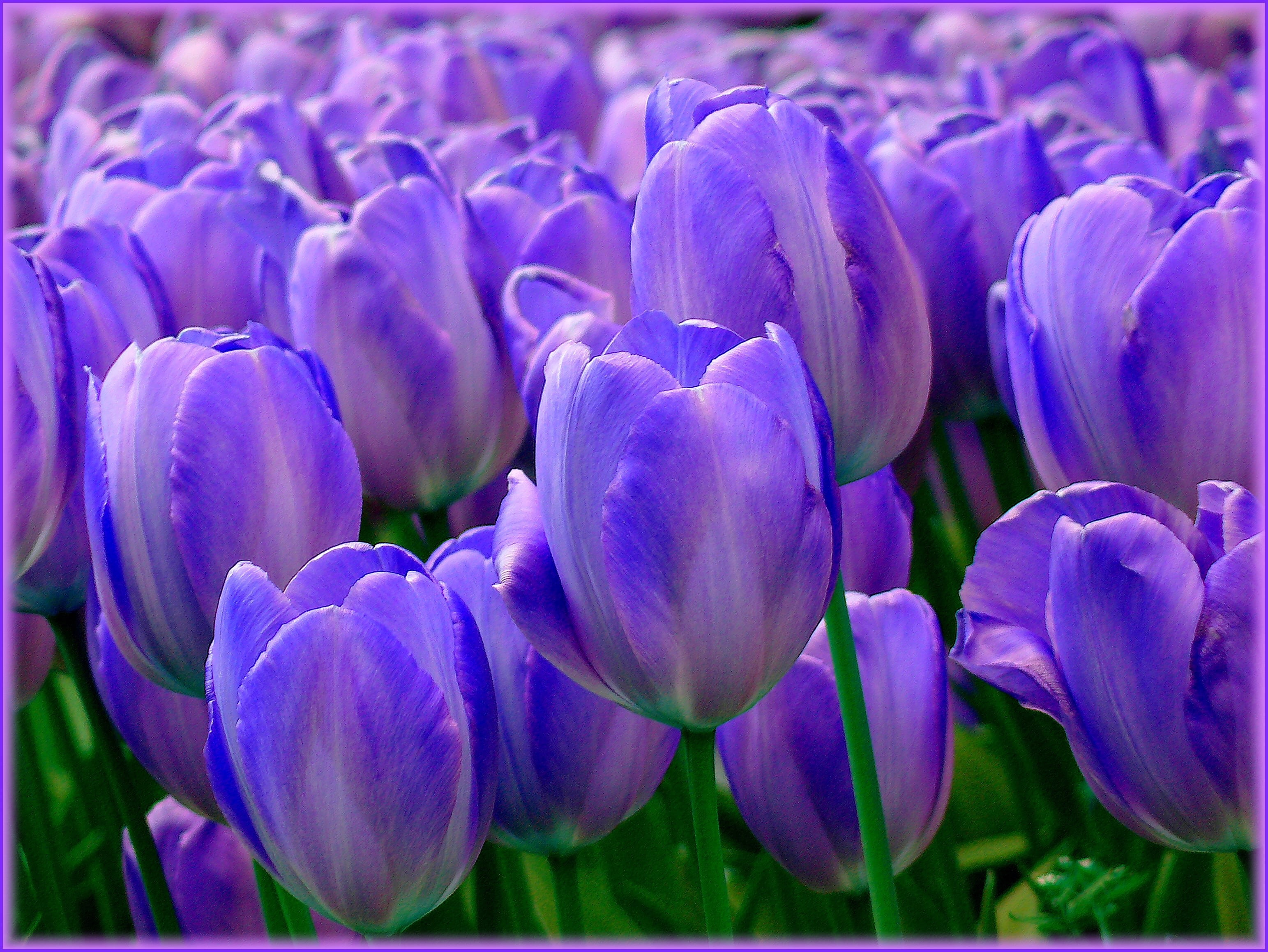 close-up photo of purple tulip flowers, tulips, tulip fields