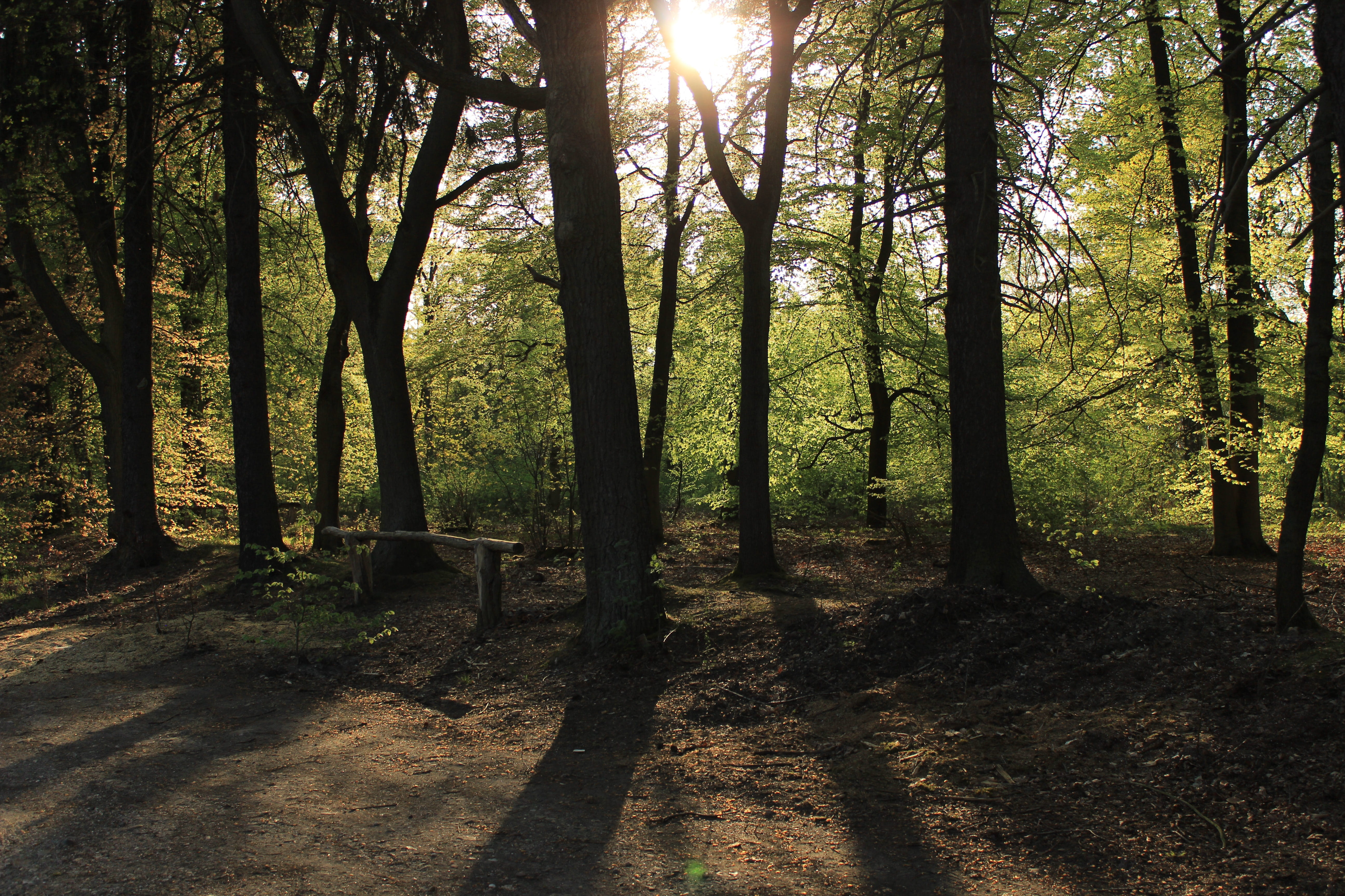 forest, mystical forest, tree, plant, land, tranquility, sunlight