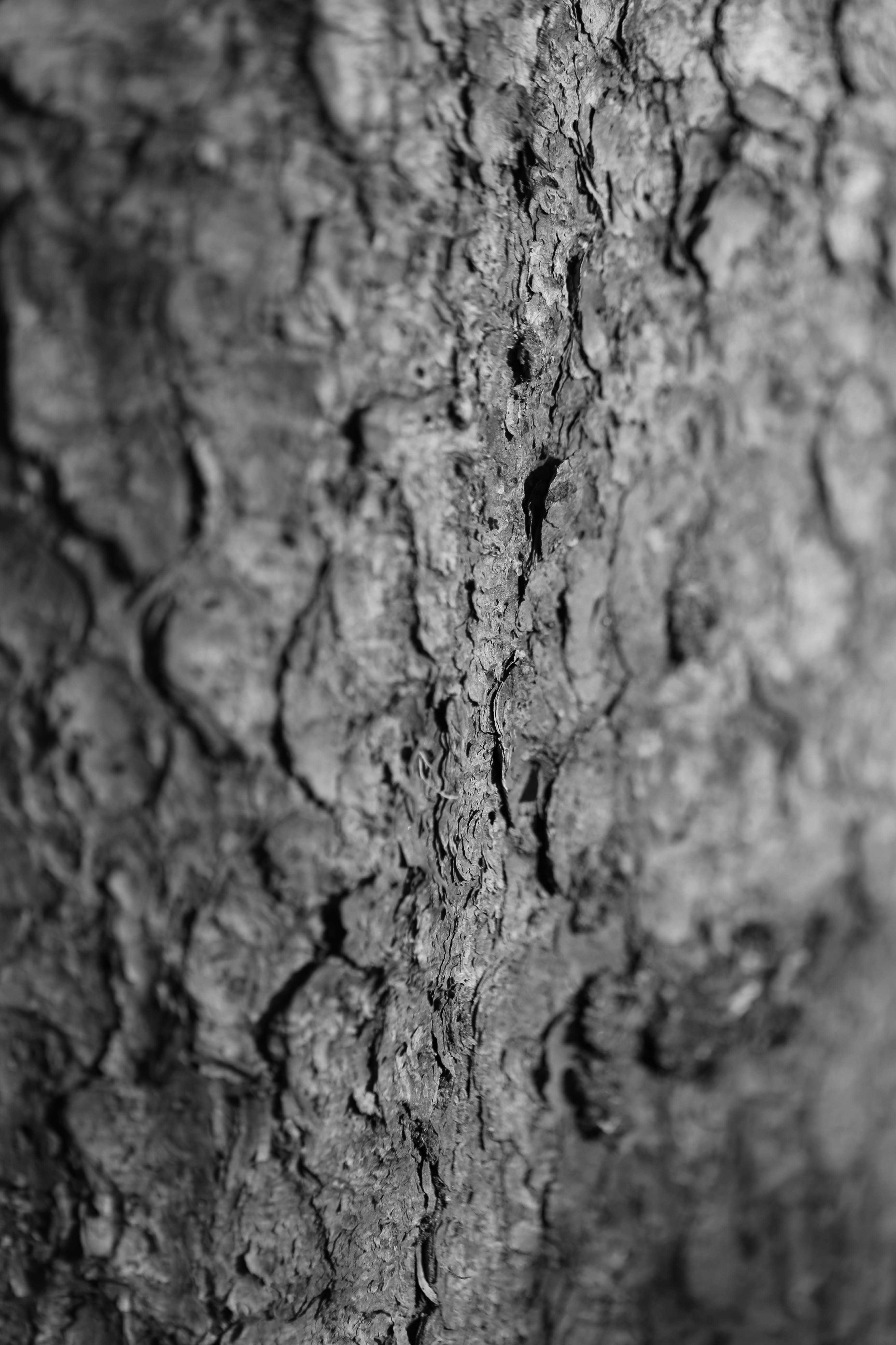 Log, Structure, Bark, textured, close-up, full frame, tree trunk
