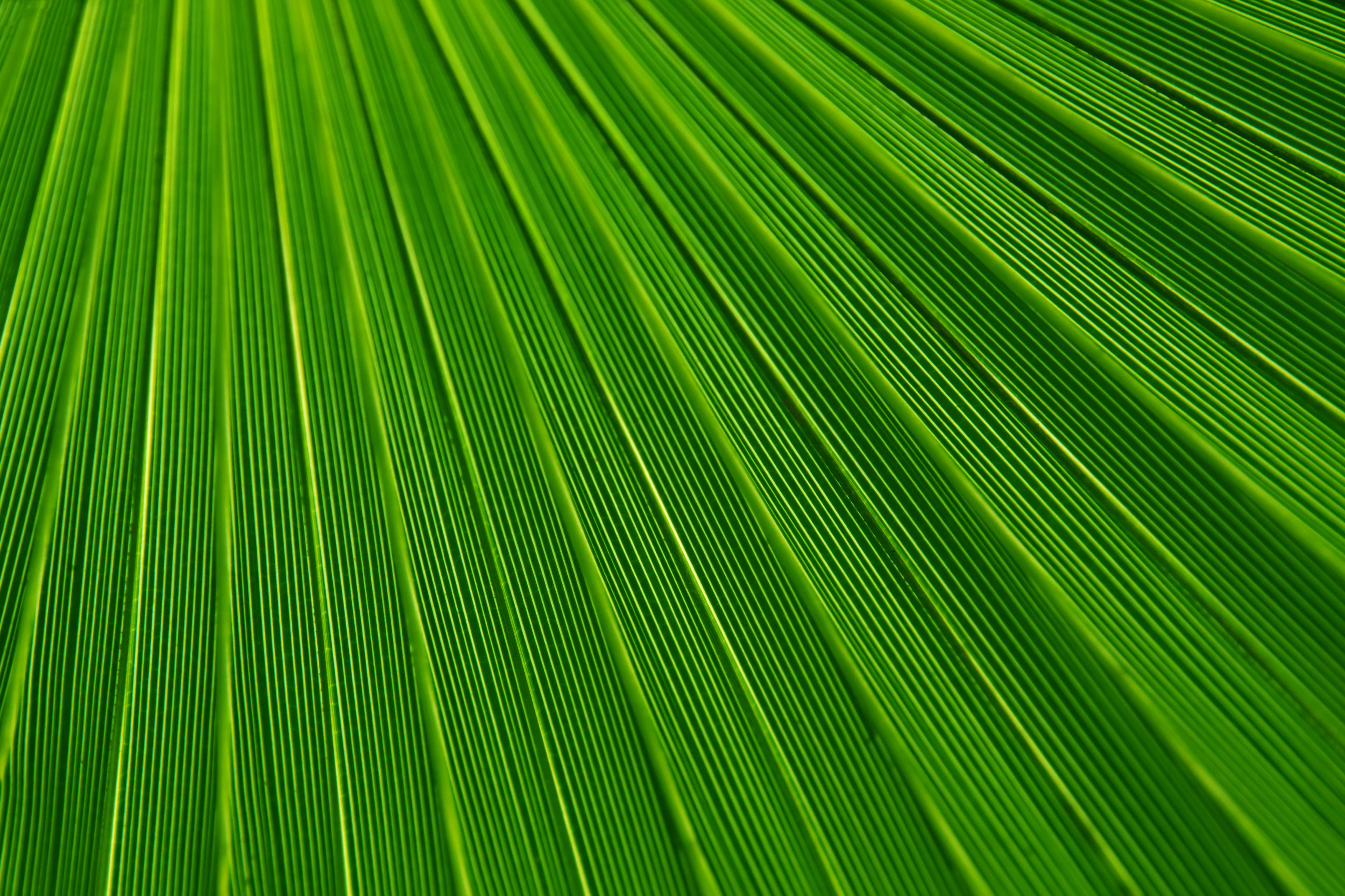 pattern, texture, lines, green, macro, green color, palm tree