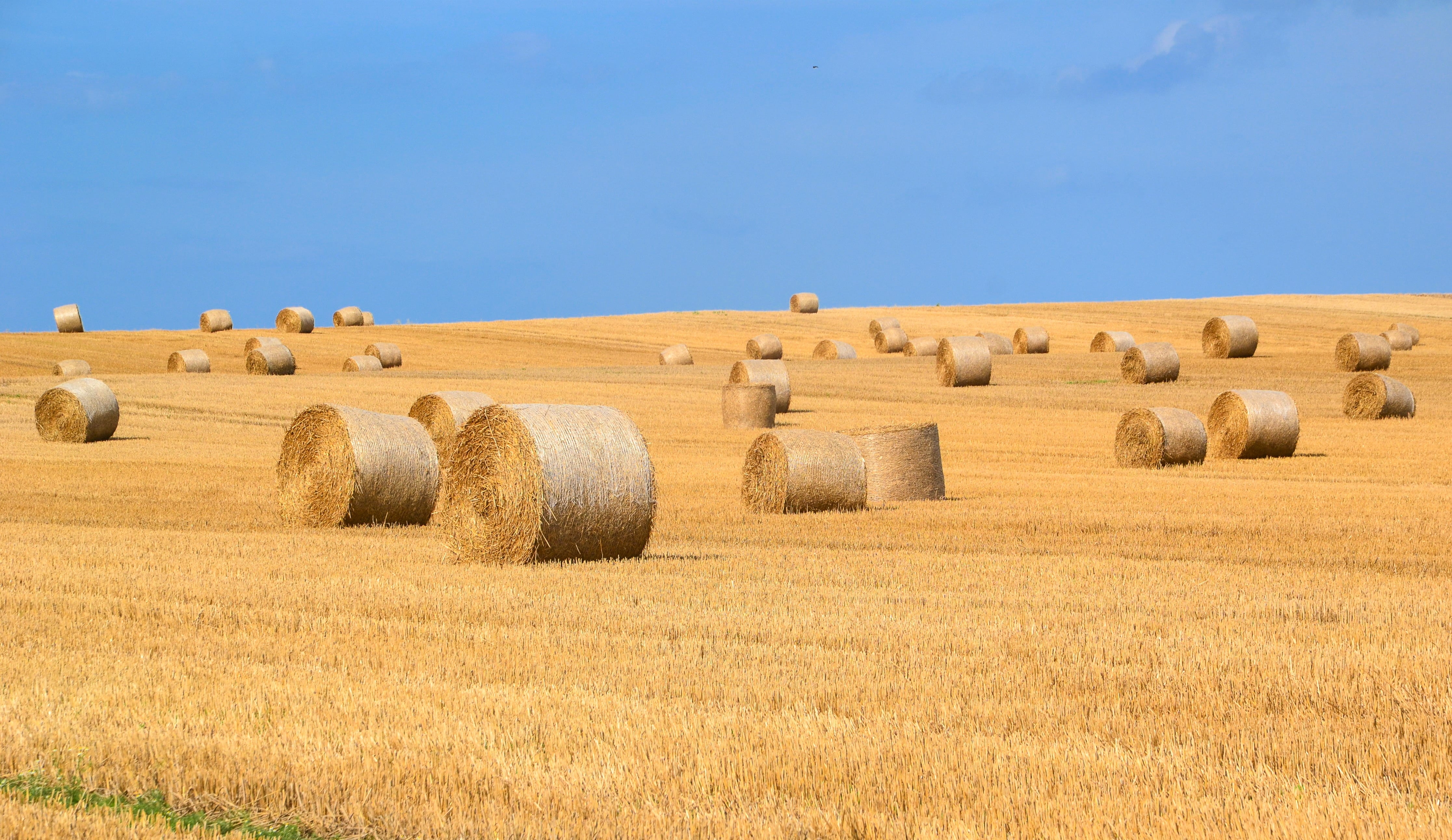 brown hay rolls, hay bales, straw bales, harvest, round bales