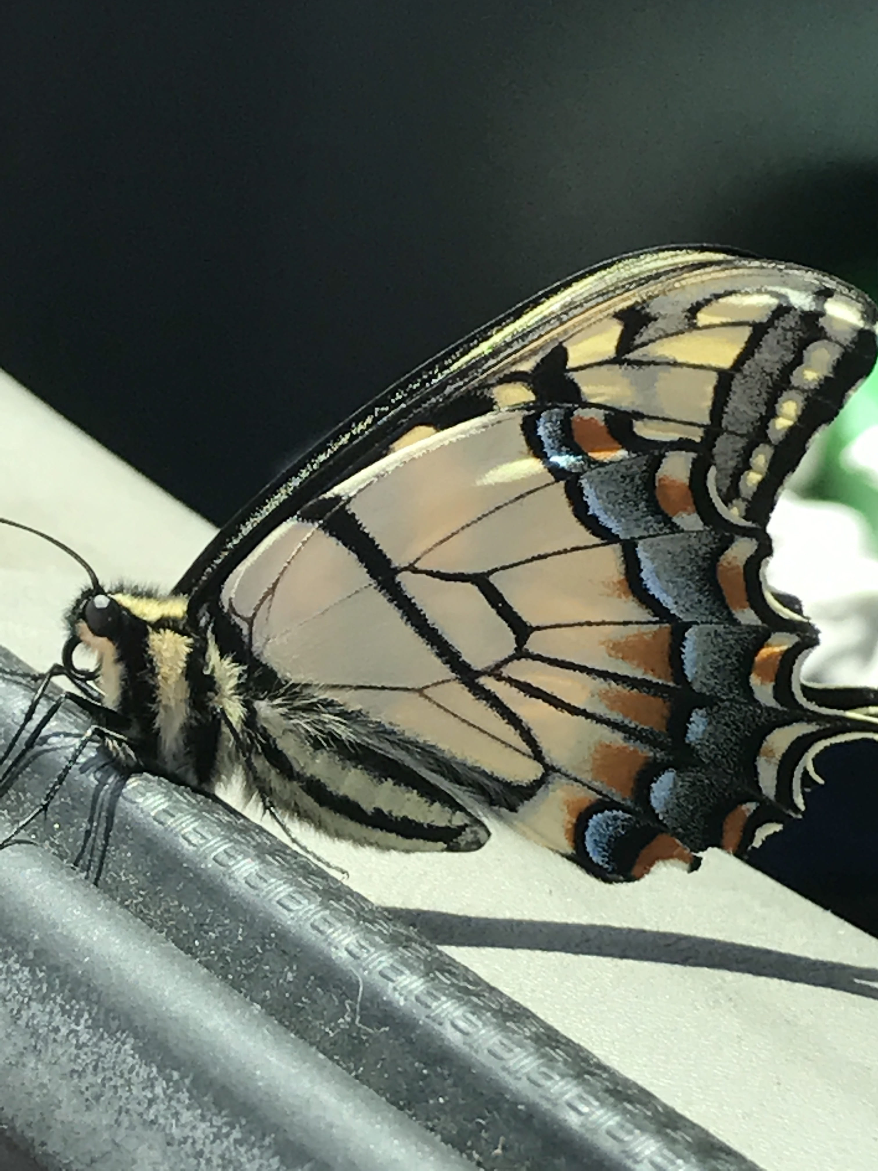 Butterfly, Close Up, Wing, Insect, yellow, rainbow, pattern
