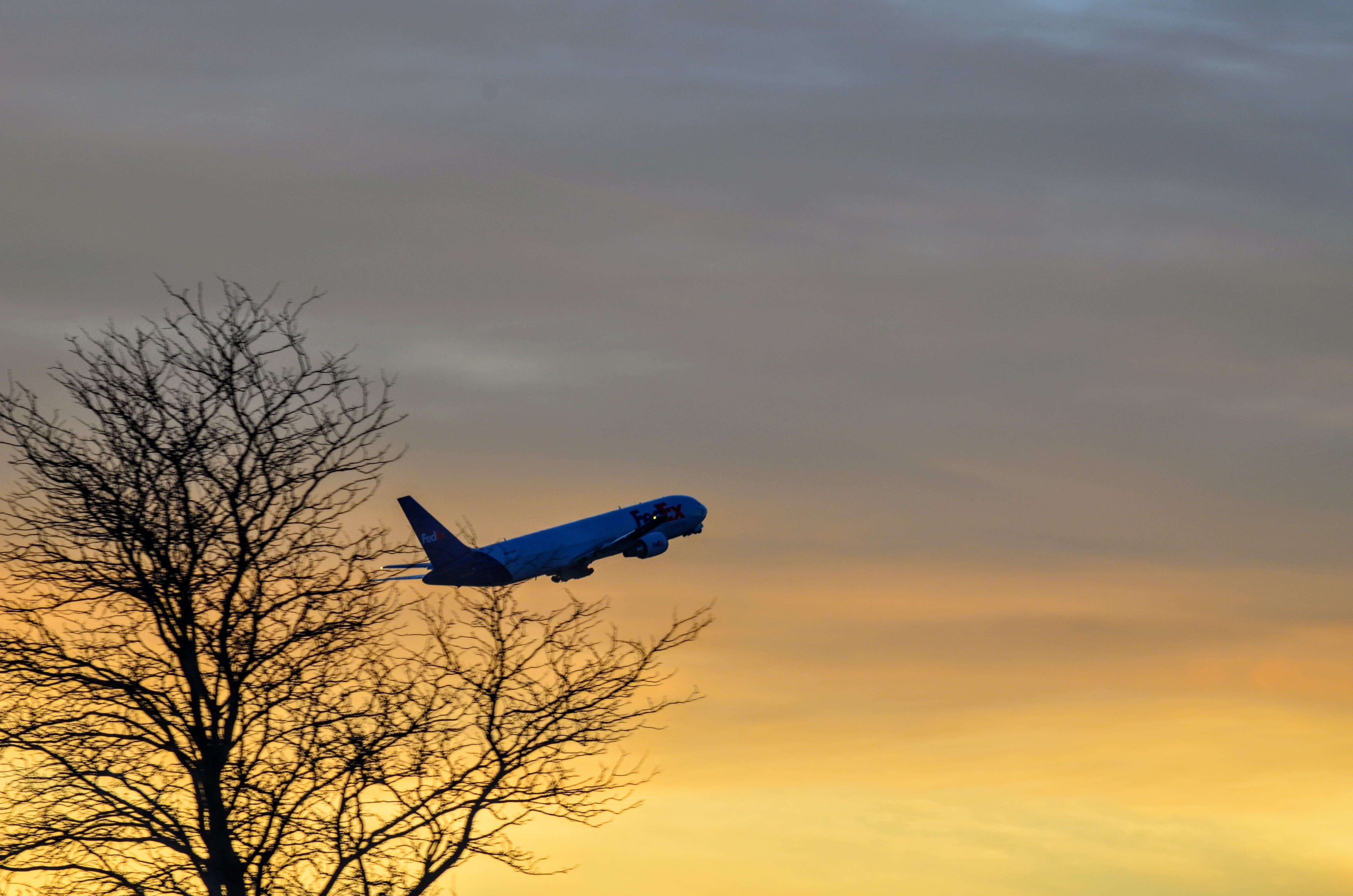 sunset, sky, bare tree, cloud - sky, nature, no people, flying