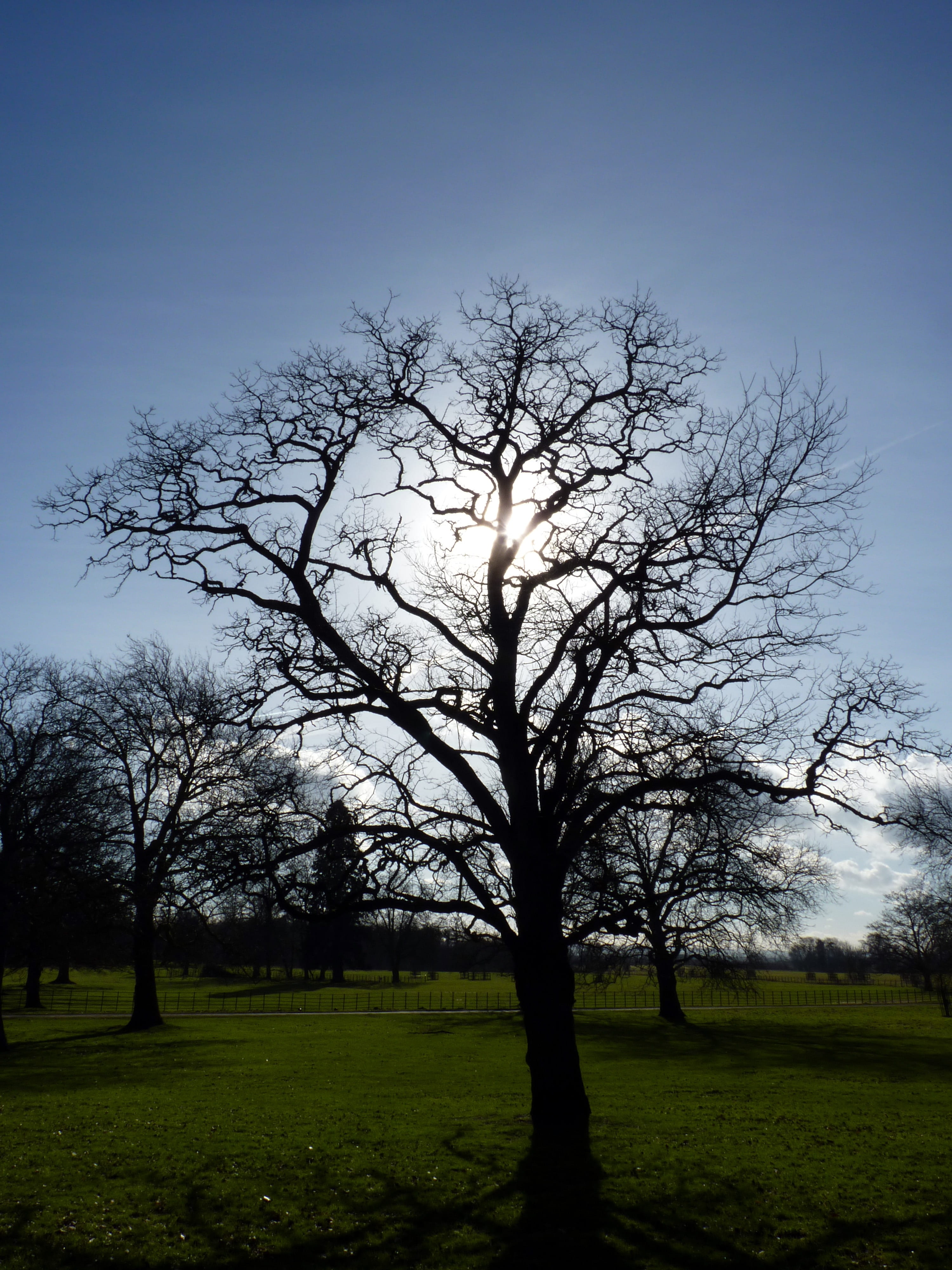 Tree, Sun, Sunshine, Spring, Nature, springtime, landscape
