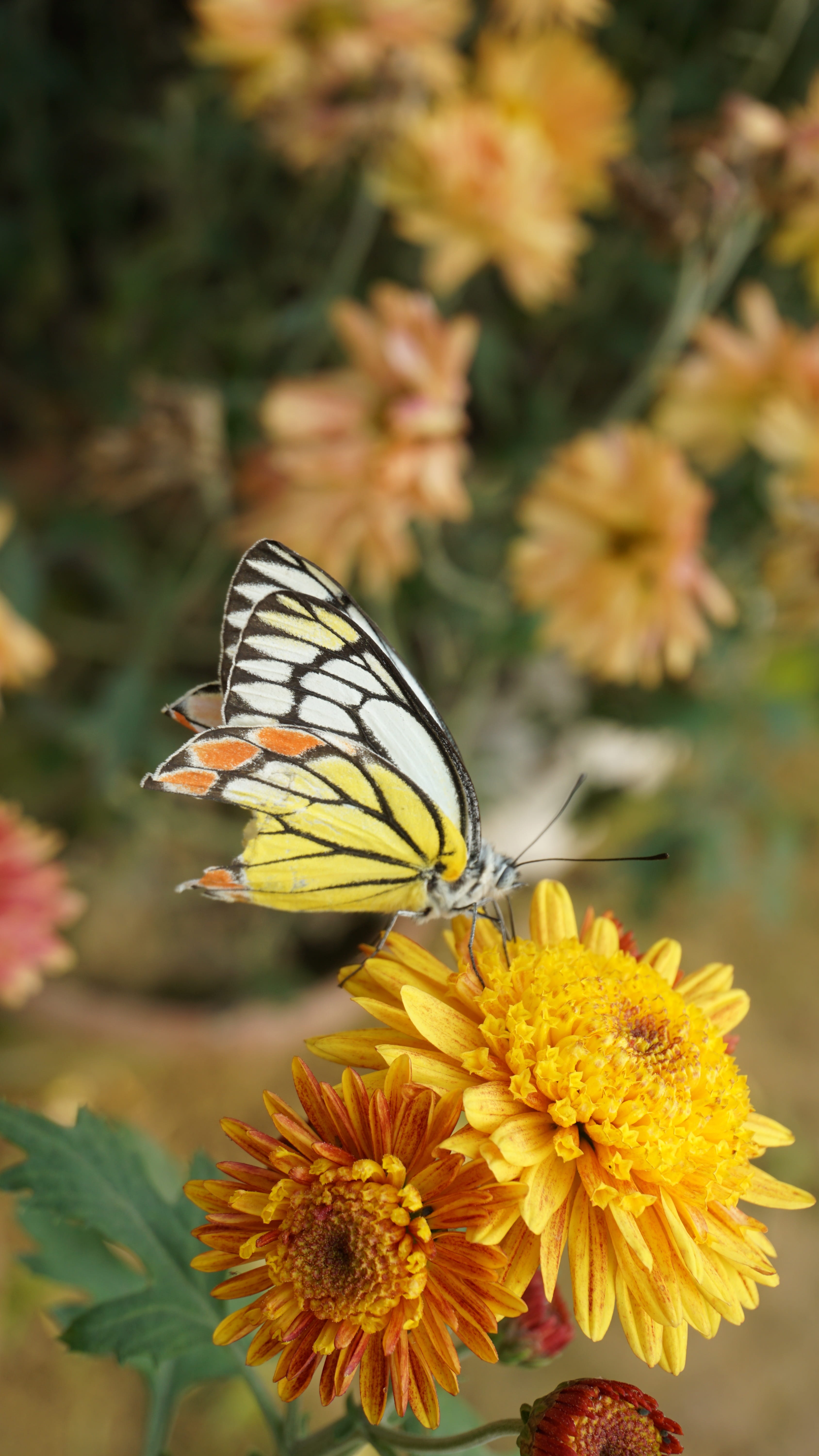 Butterfly, Blooming, Flower, floral, blossom, garden, nature