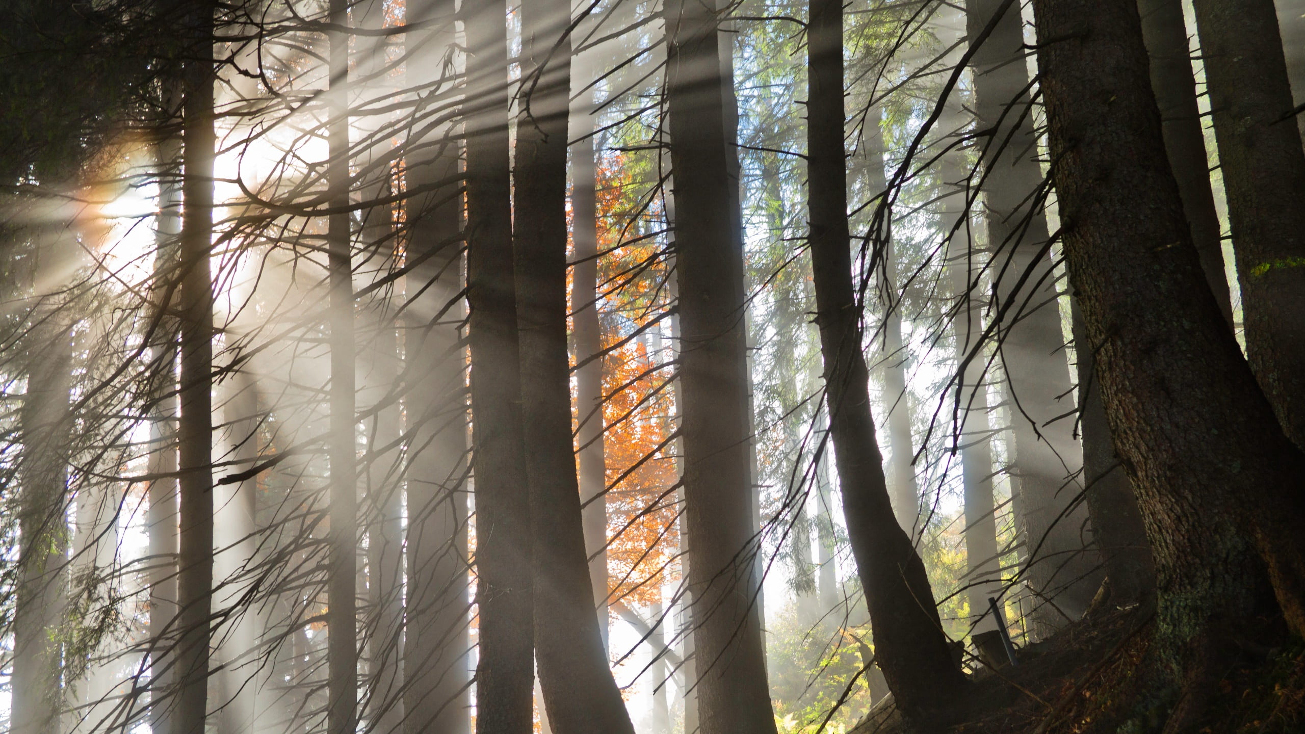 landscape photography of forest with sunlight passes through, silhouette photo of tree struck by rays of light