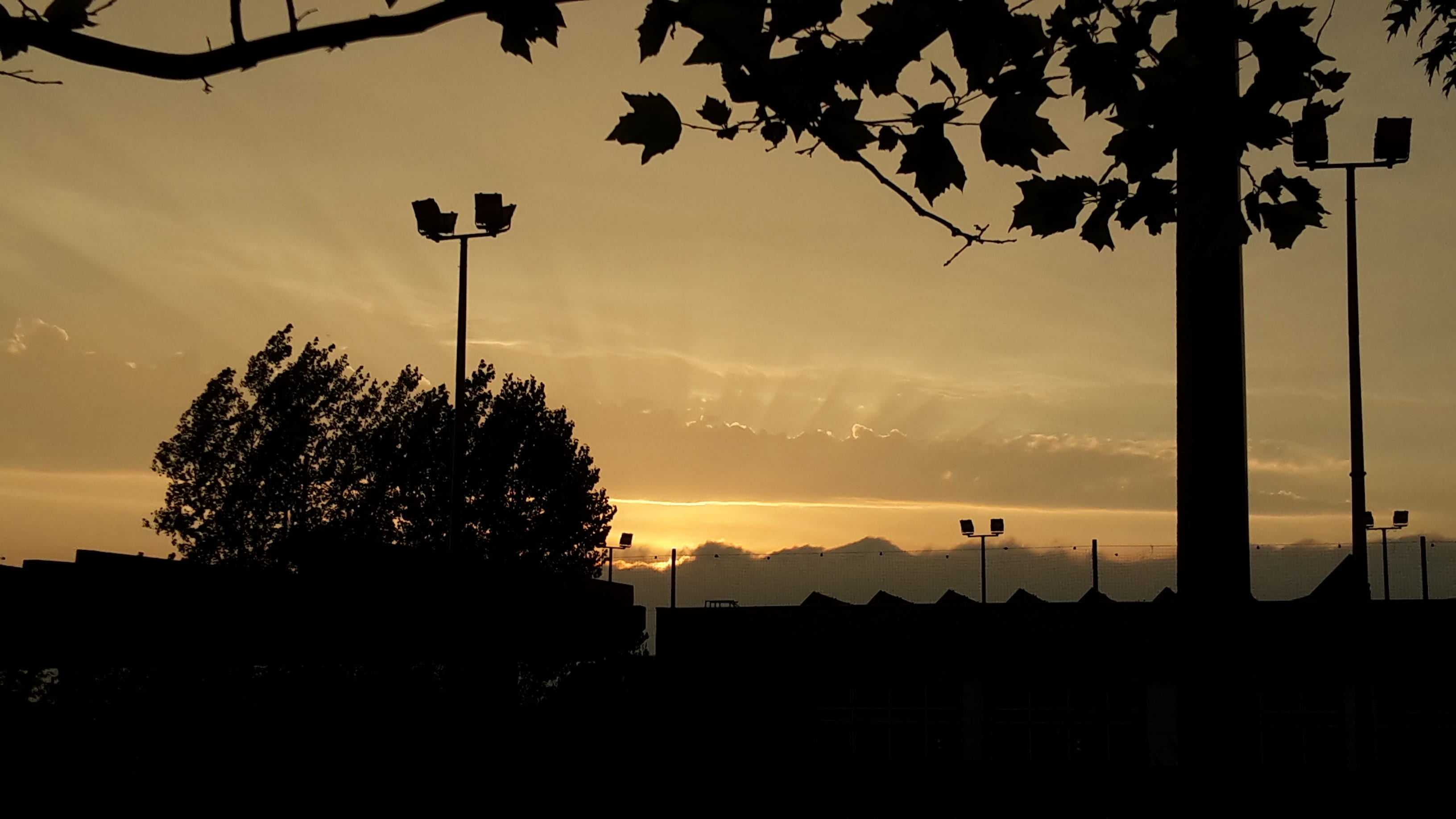 dramatic, cloudscape, sunset, silhouette, tree, plant, sky