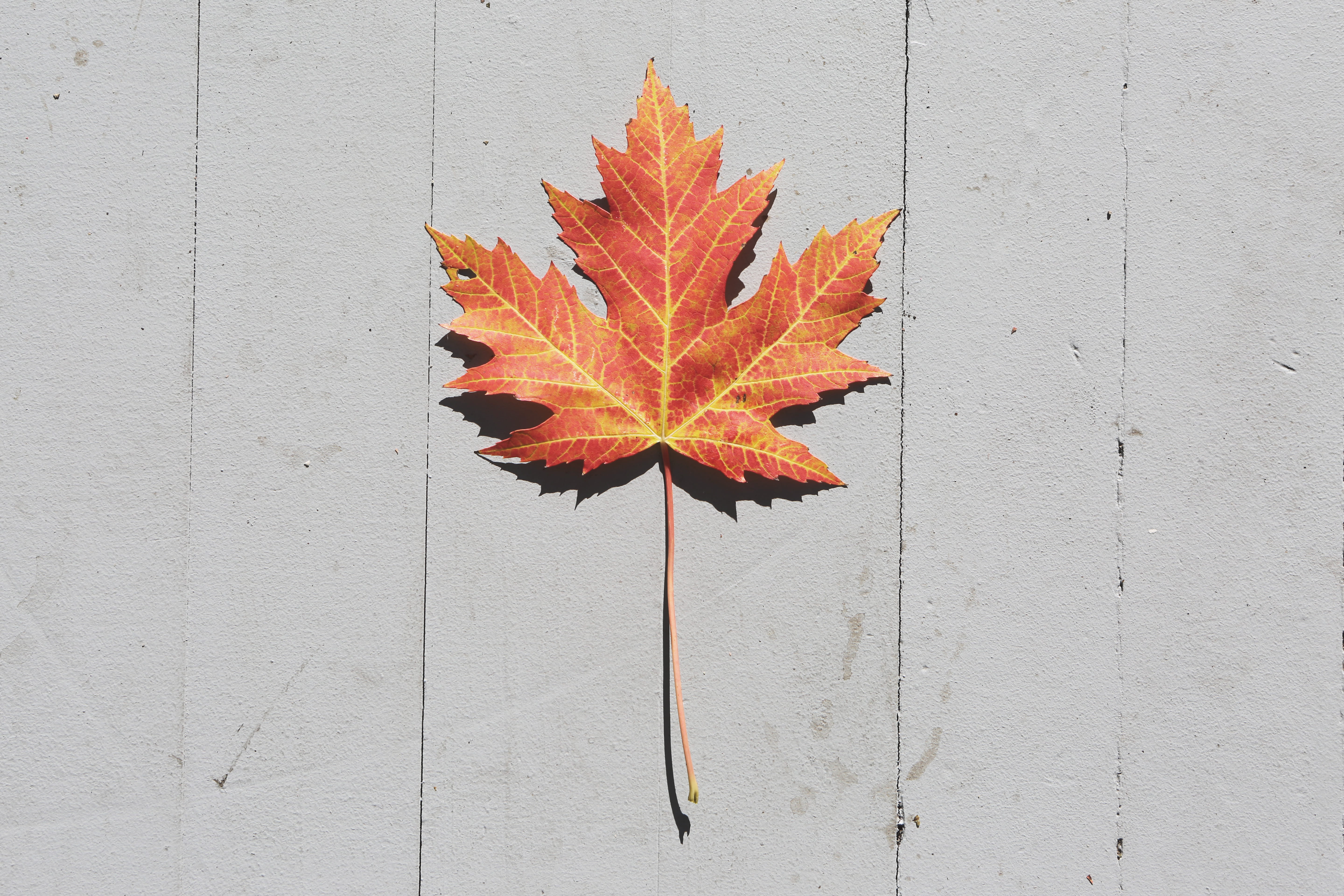 Orange Leaf on White Surface, autumn, fall, maple leaf, plant part