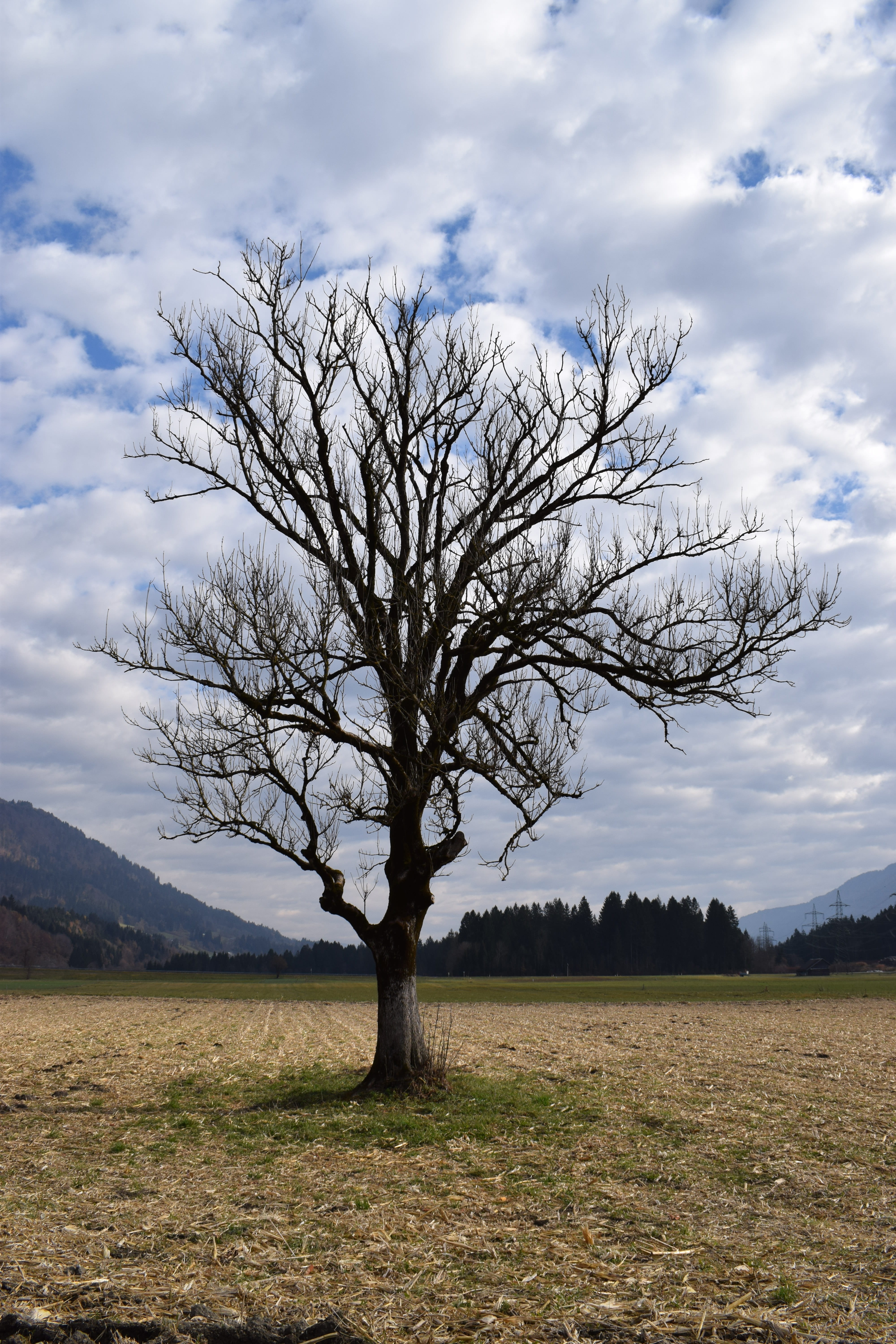 tree, arable, arable tree, autumn, clouds, sky, cloud - sky
