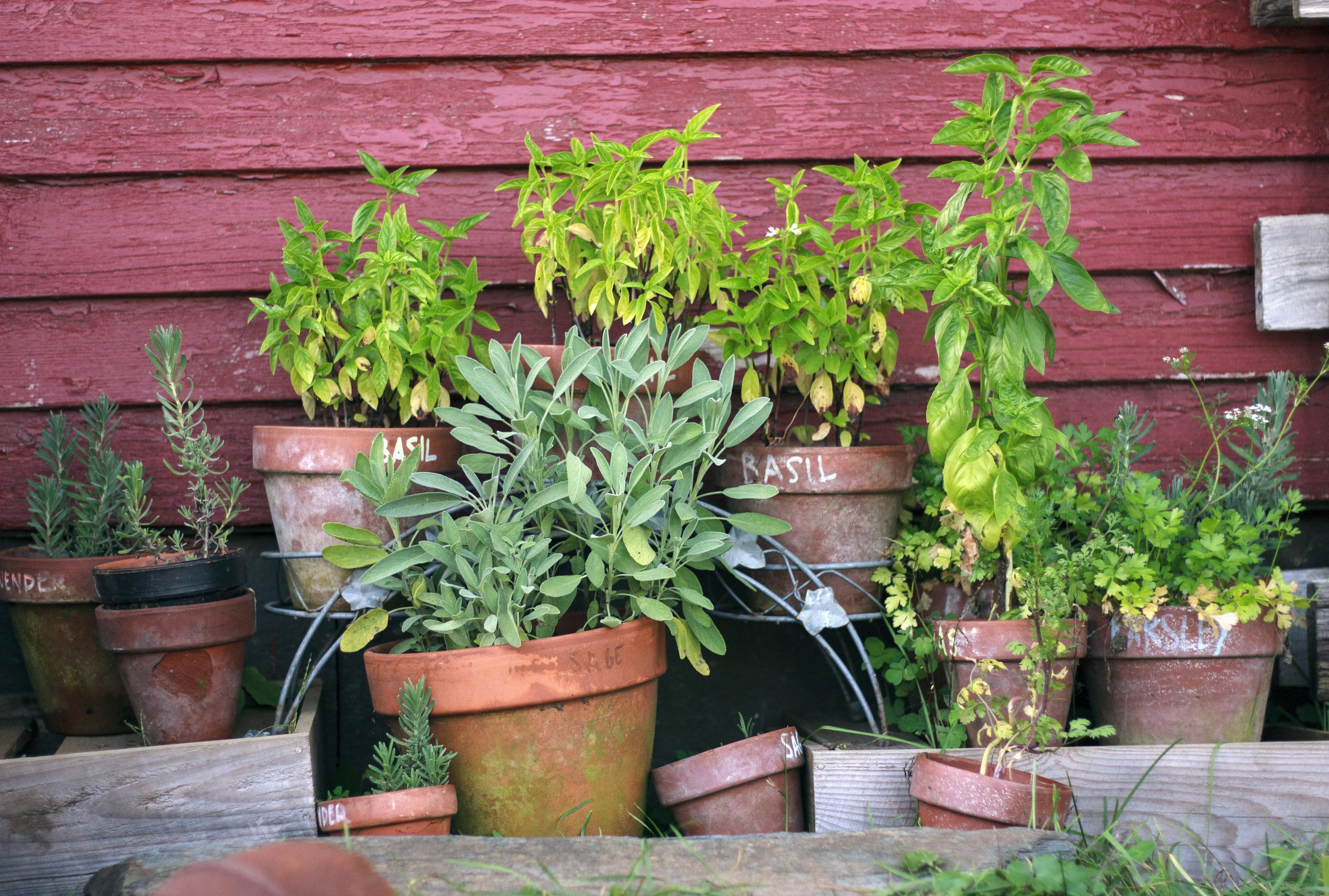 green leafed plants near red wall, Herb Garden, Pots, Gardening