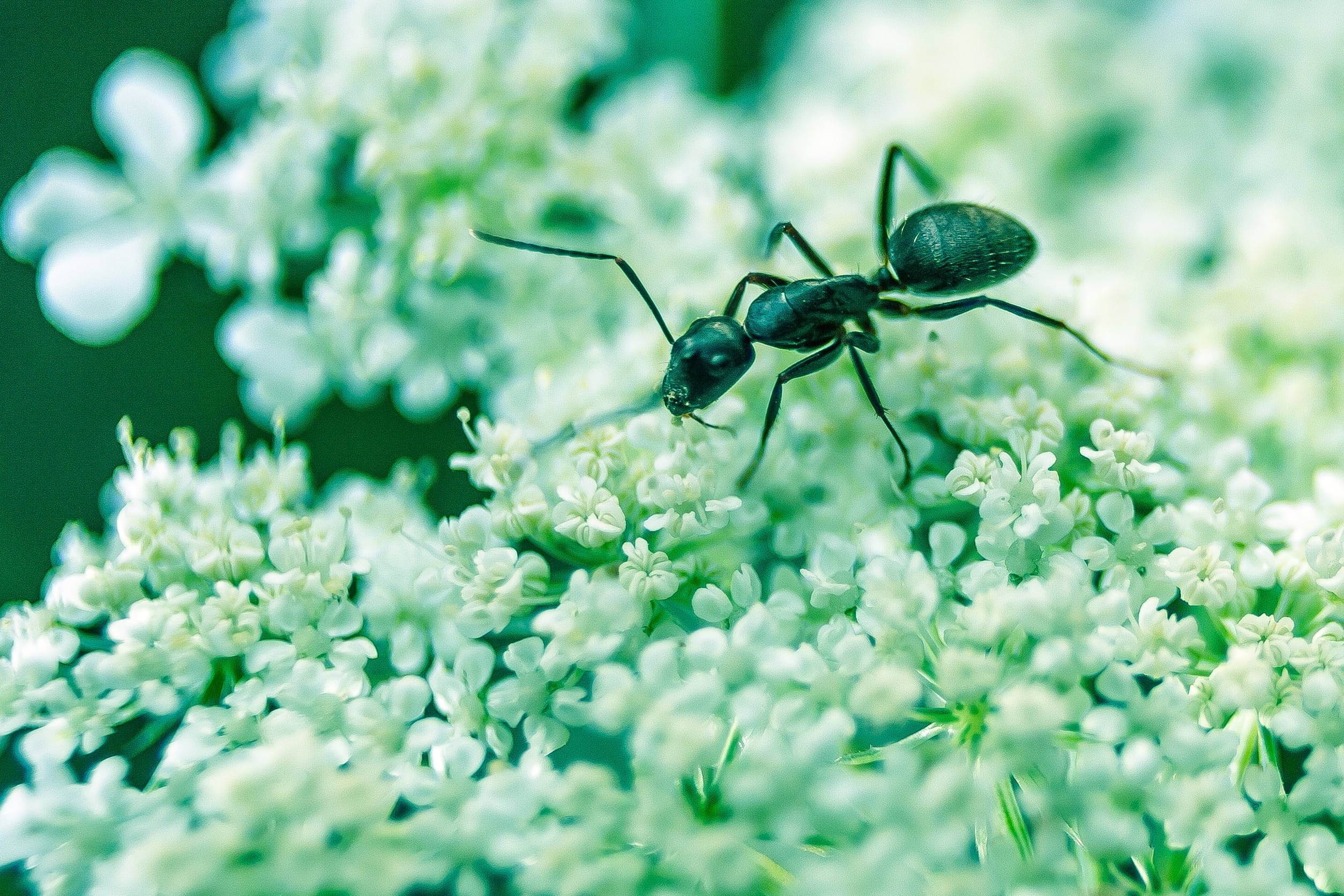 ant, insect, bug, macro, floweors, antenna, wildlife, crawling