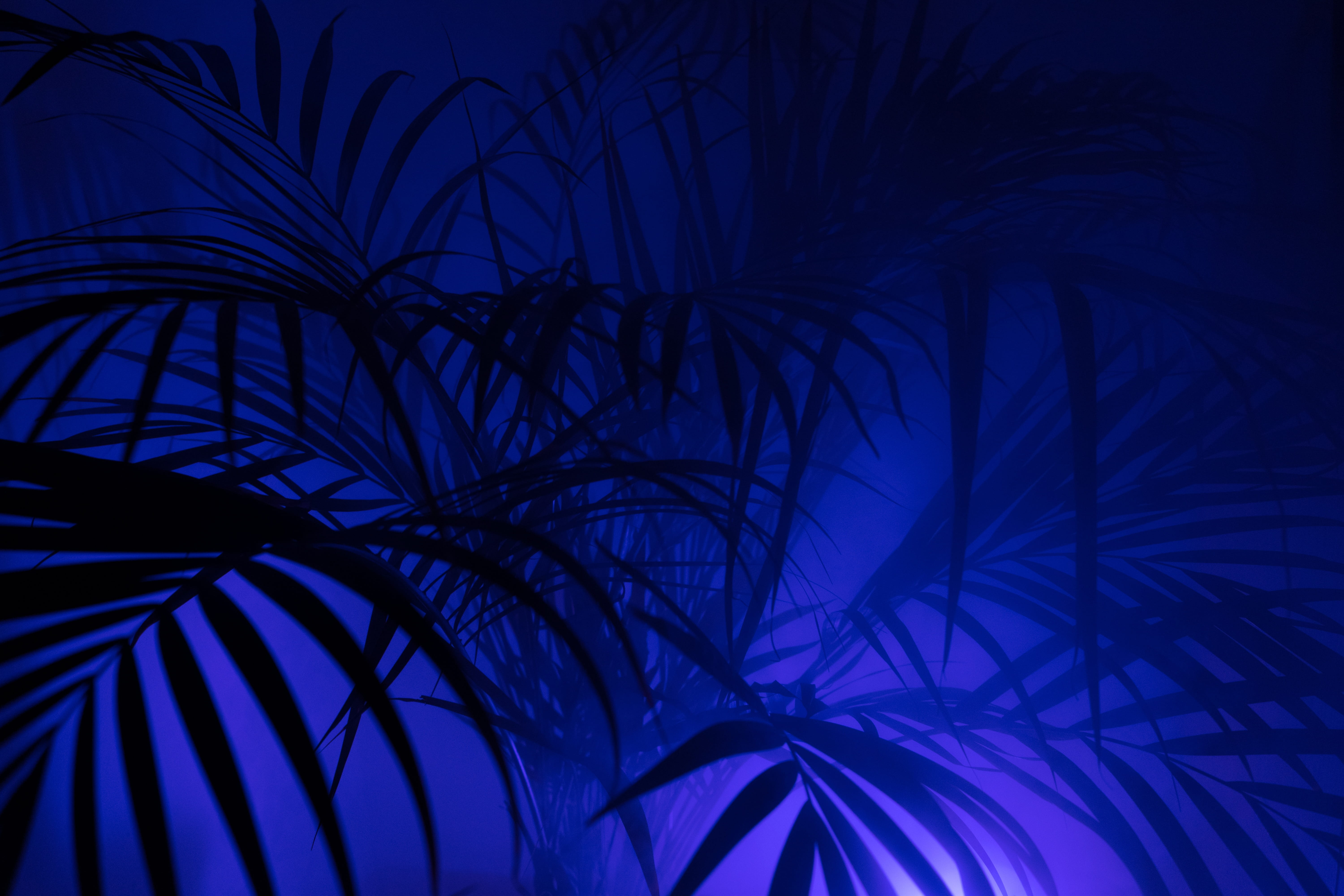 silhouette of palm tree, Diffuse, Hip, Hipster, Fog, art, neon