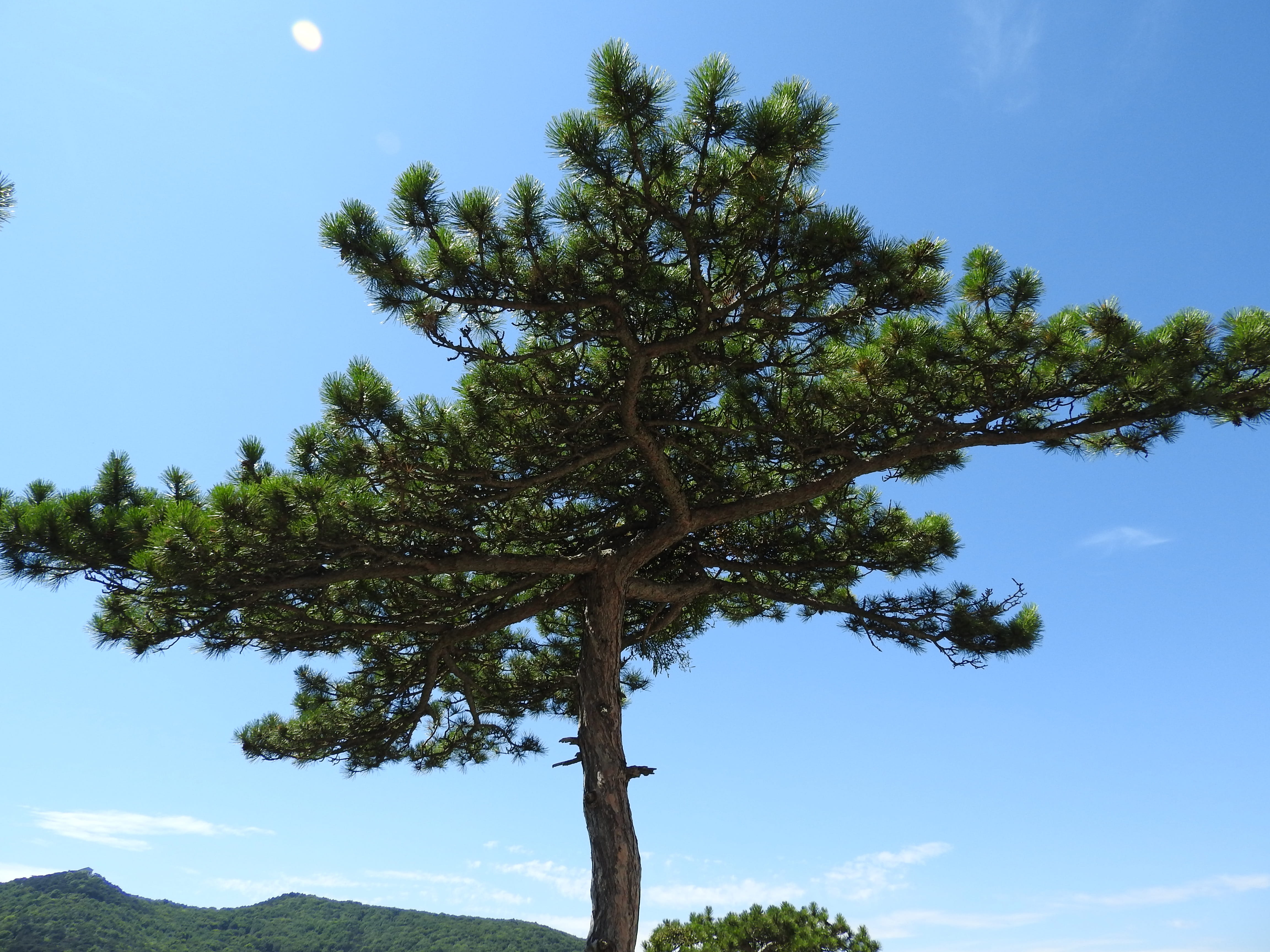 Pine, Conifer, Tree, sky, pine tree, nature, blue, scenics