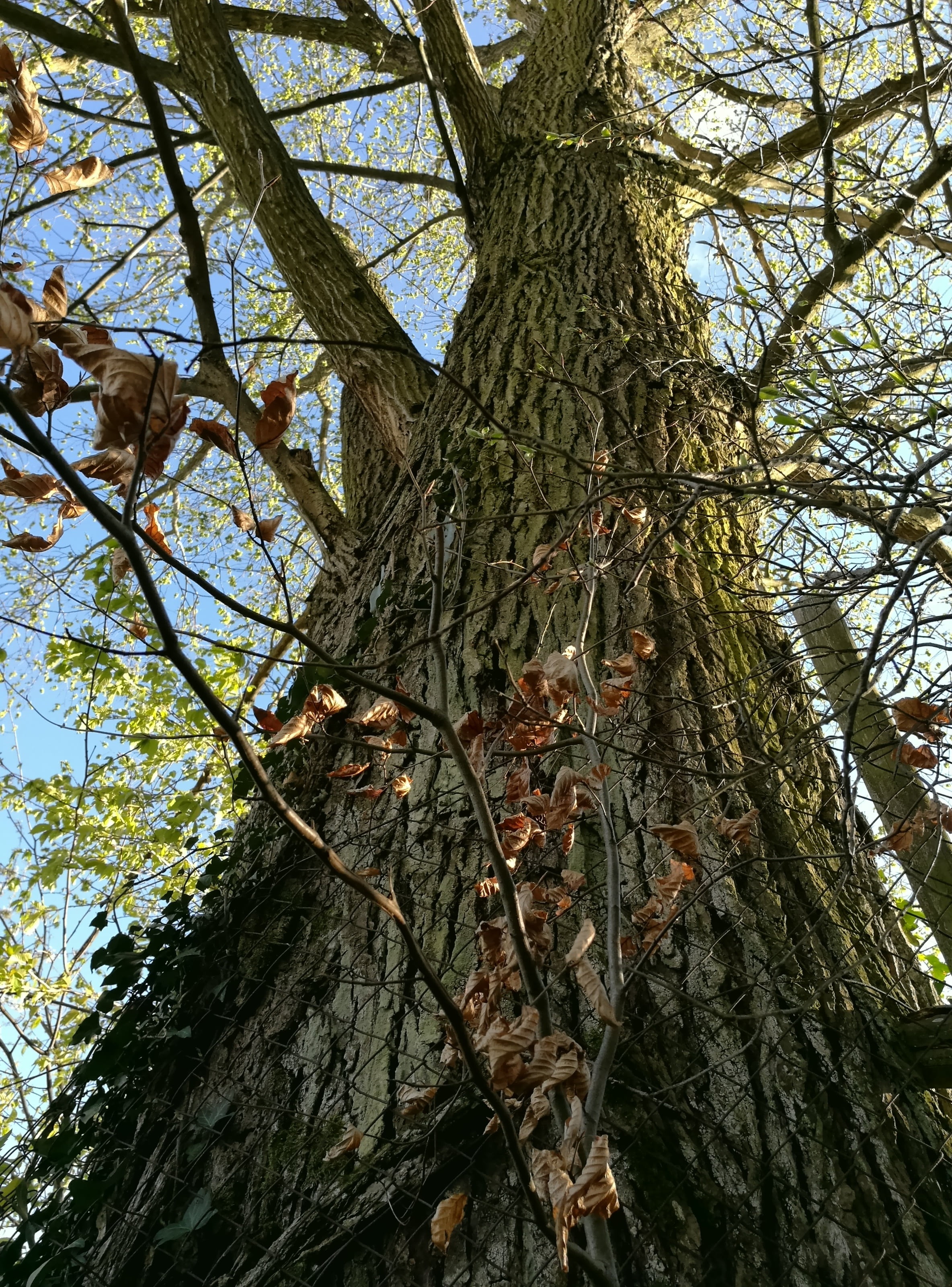 tree, 2017, romance, spring, nature, branch, forest, tree Trunk