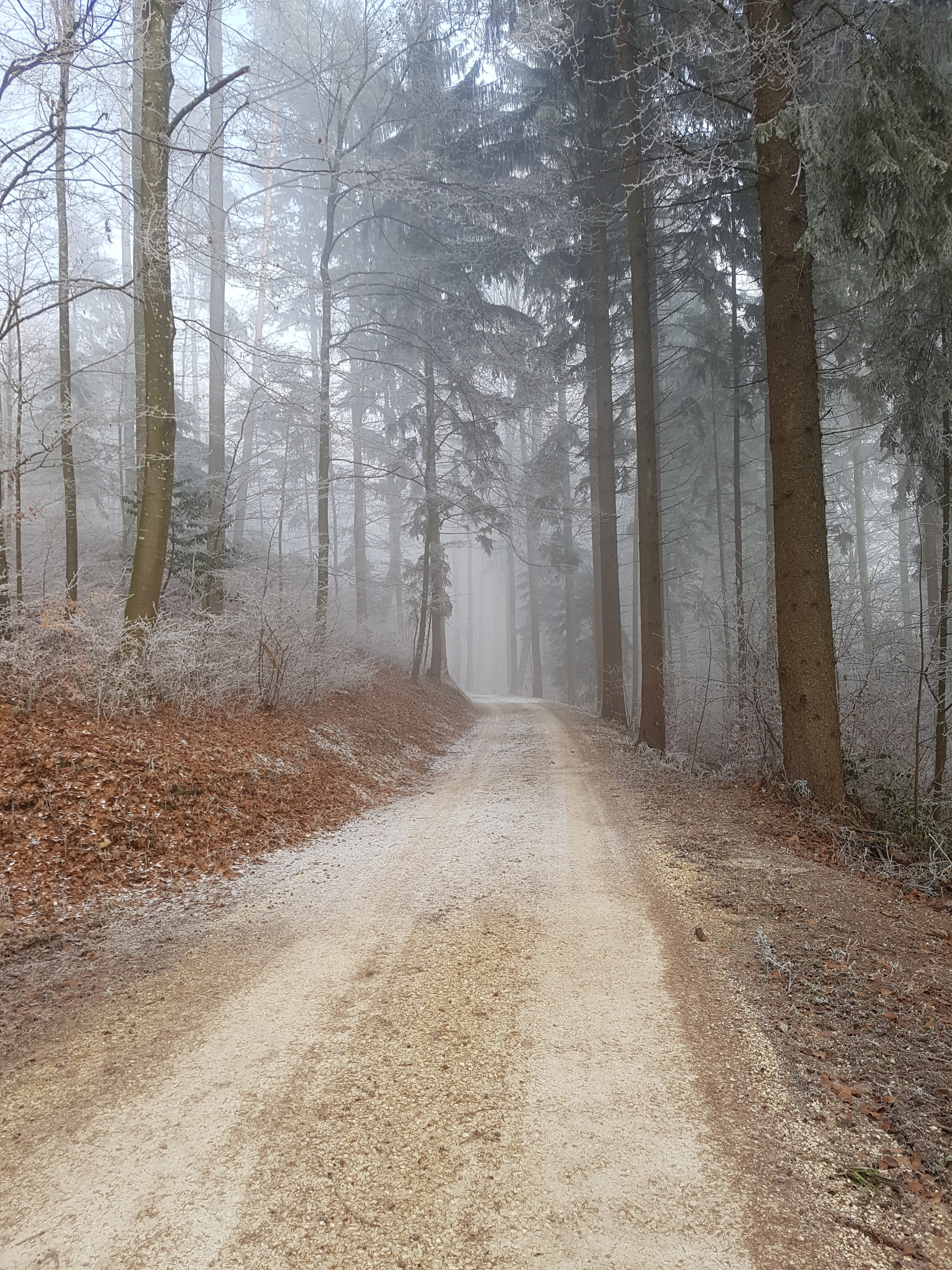 forest path, trees, nature, landscape, mood, the way forward