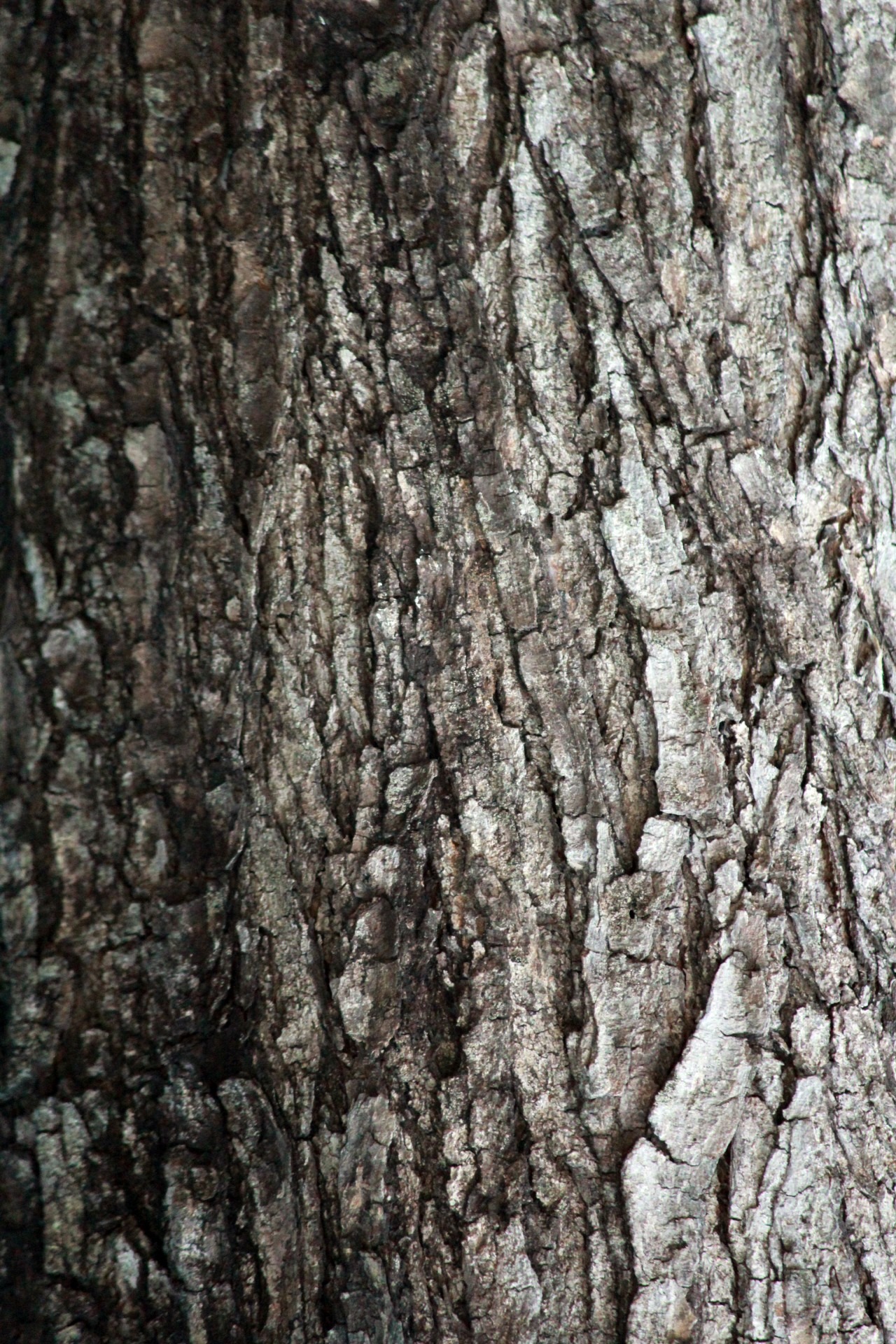 tree bark texture, woody, background, rough, pattern, abstract