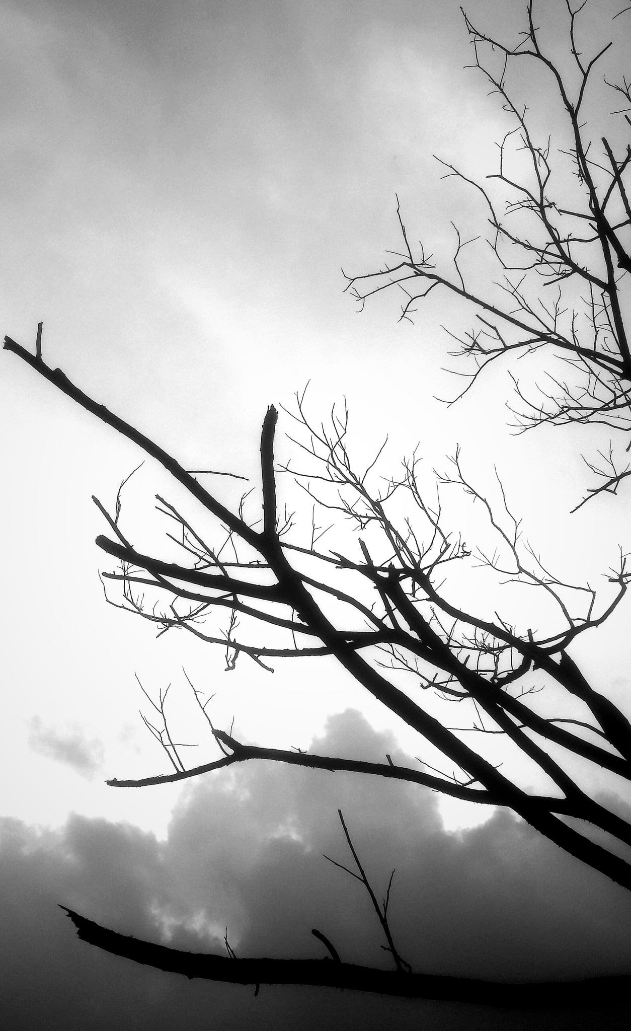 tree, nature, afternoon, sky, cloud - sky, bare tree, branch