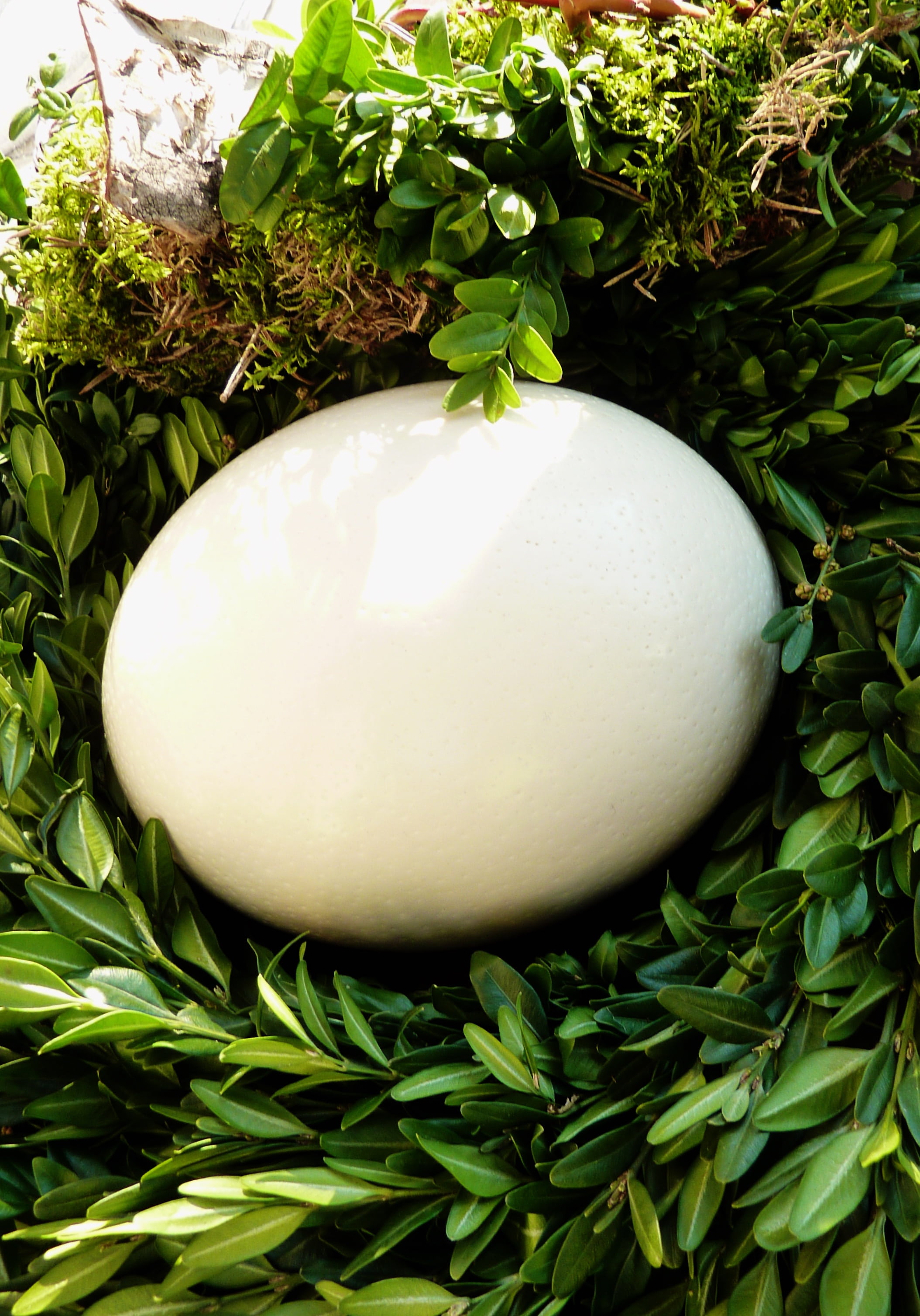 green plants, map, easter egg, easter eggs, easter bunny, osterkarte