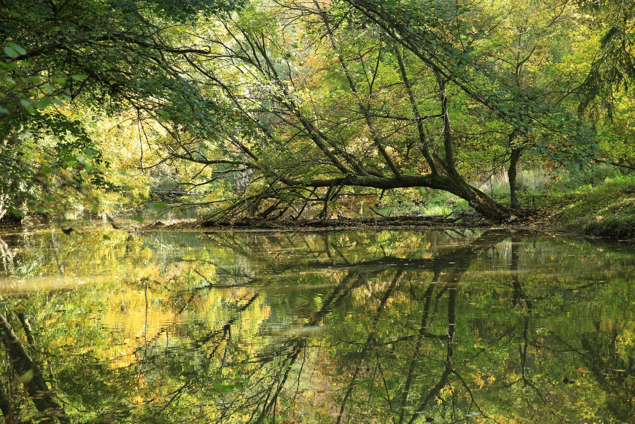 river, trees, leaves, plant, water, forest, lake, reflection
