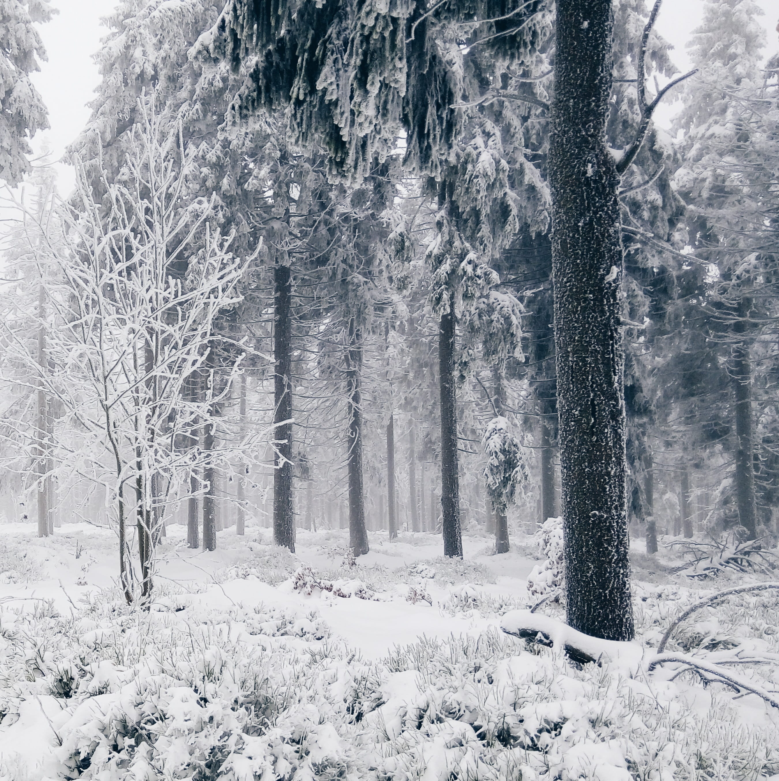 snow, winter, cold, trees, forest, woods, cold temperature