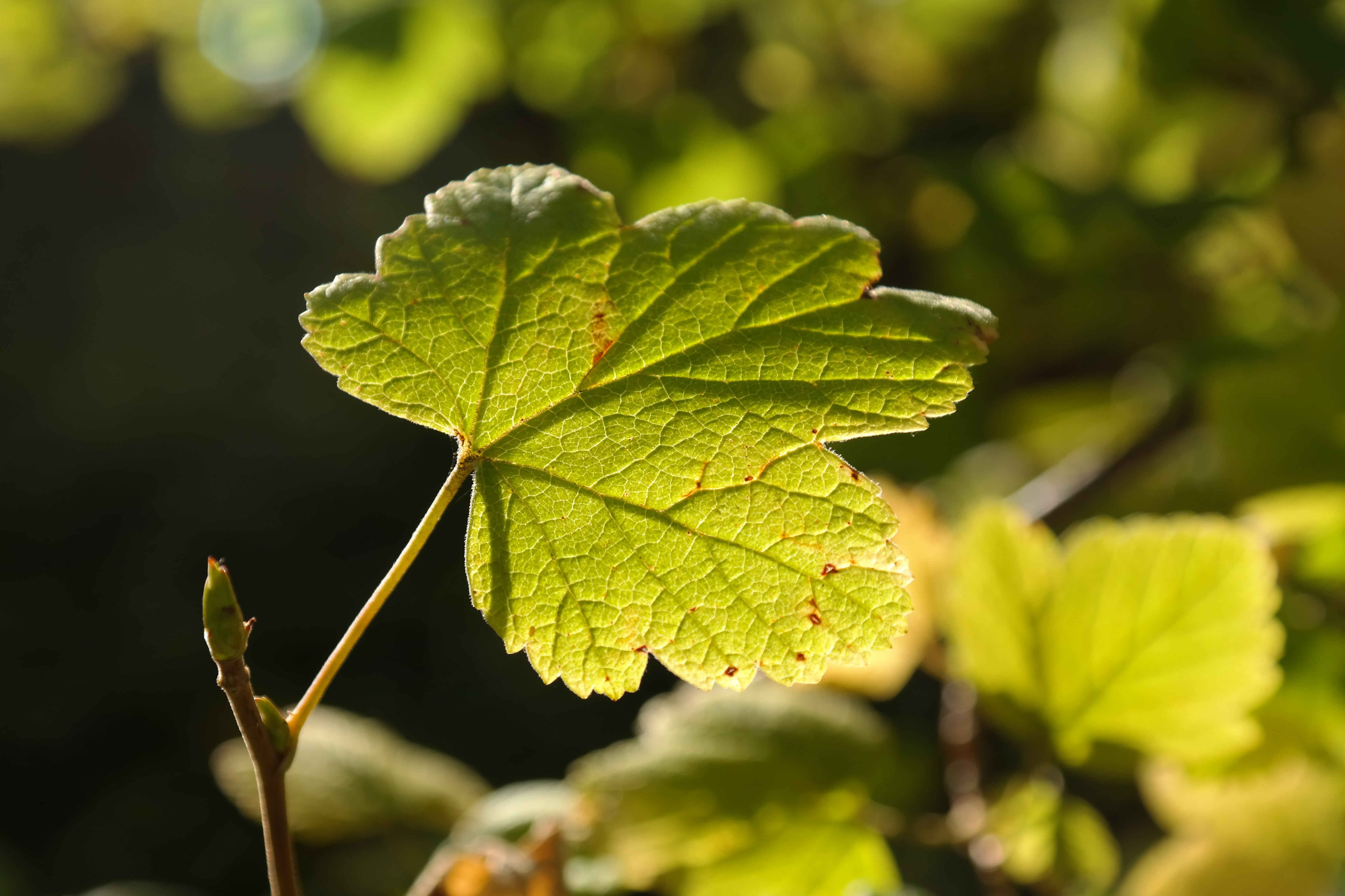 leaf, back light, bright, green, sun, bush, currant, ribes