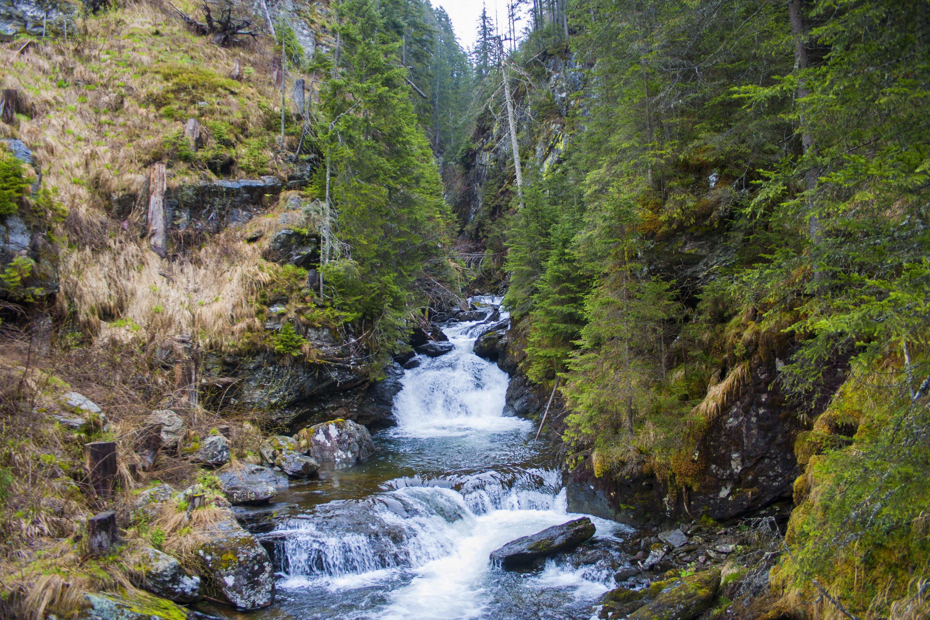 landscape, environment, nature, trees, forest, river, waterfall