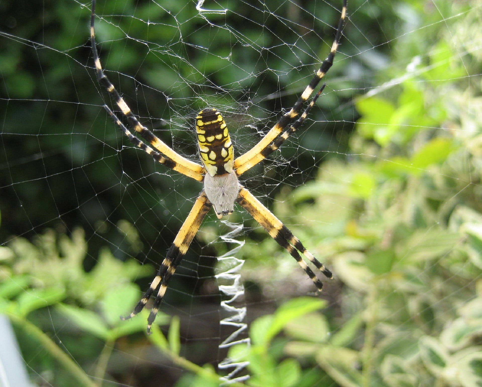 yellow garden spider, web, macro, insect, nature, spider web