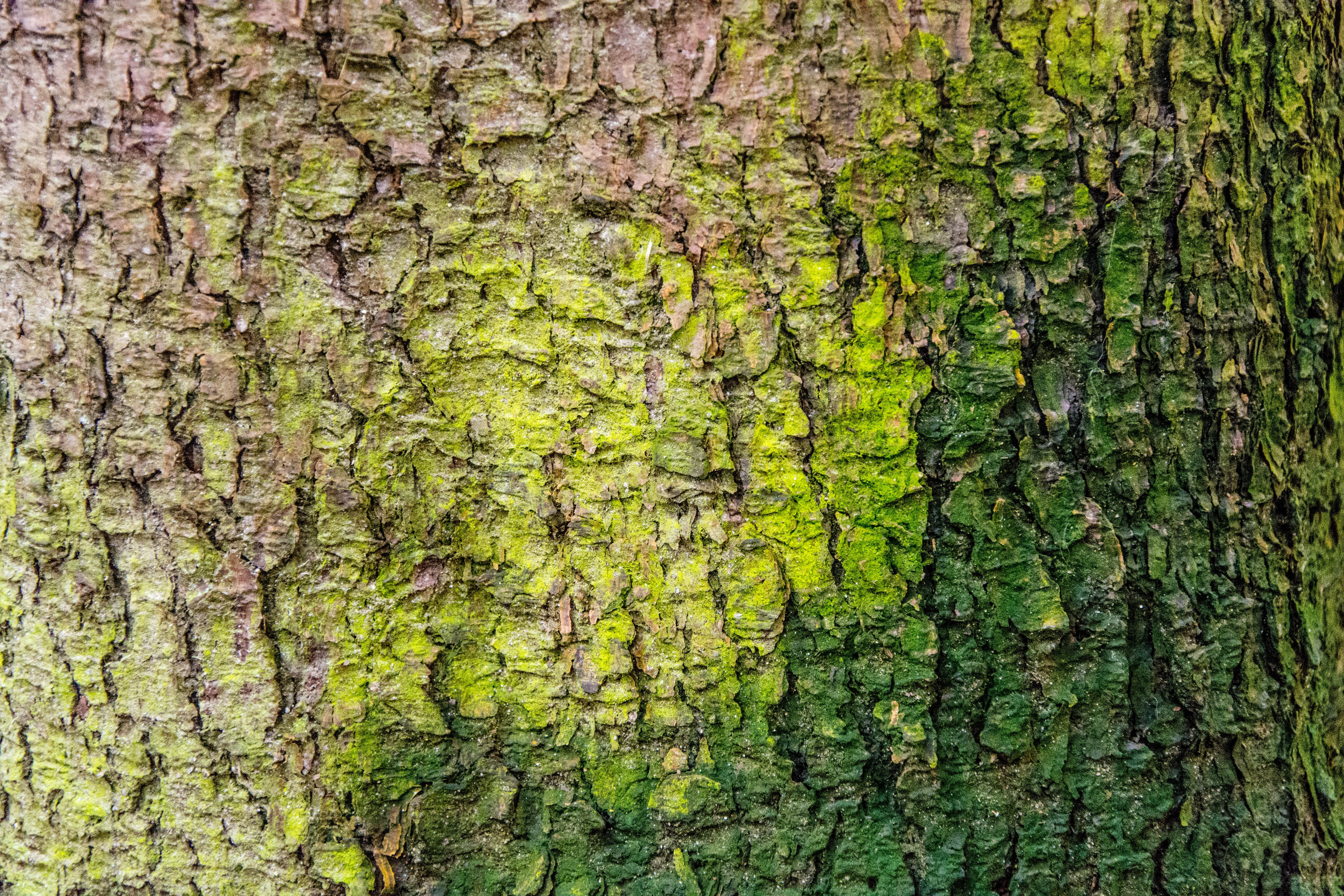 tree, forest, moss, nature, green, trunk, tree trunk, plant