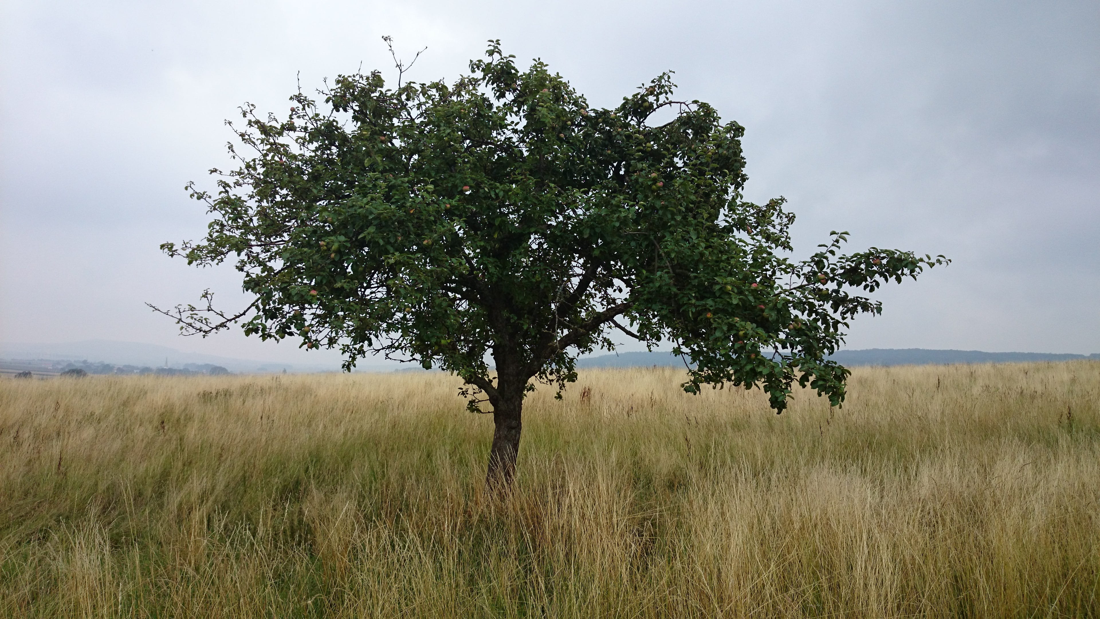 tree, meadow, landscape, sky, rest, still life, fruit tree