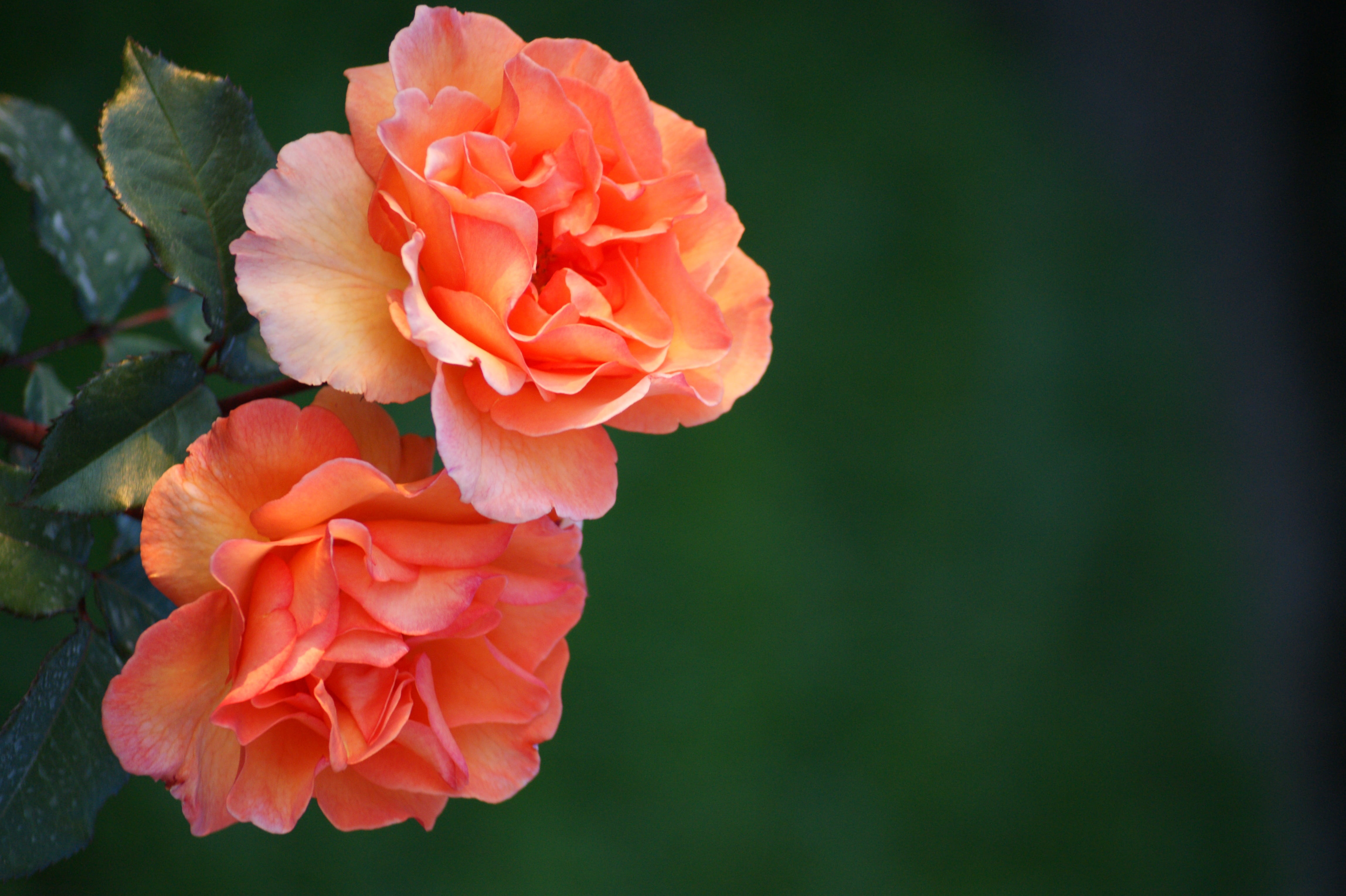 two pink and orange rose flowers, roses, salmon, nature, plant