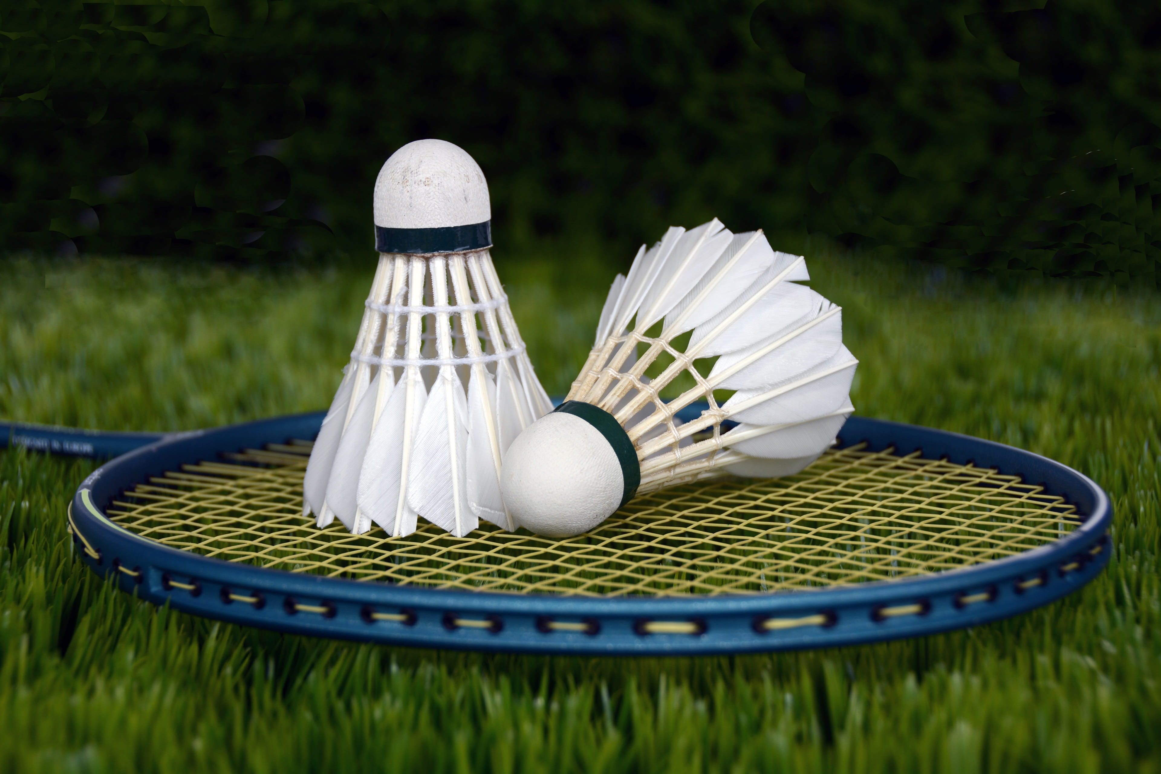 two white shuttlecocks on blue badminton racket, sport, bat, leisure