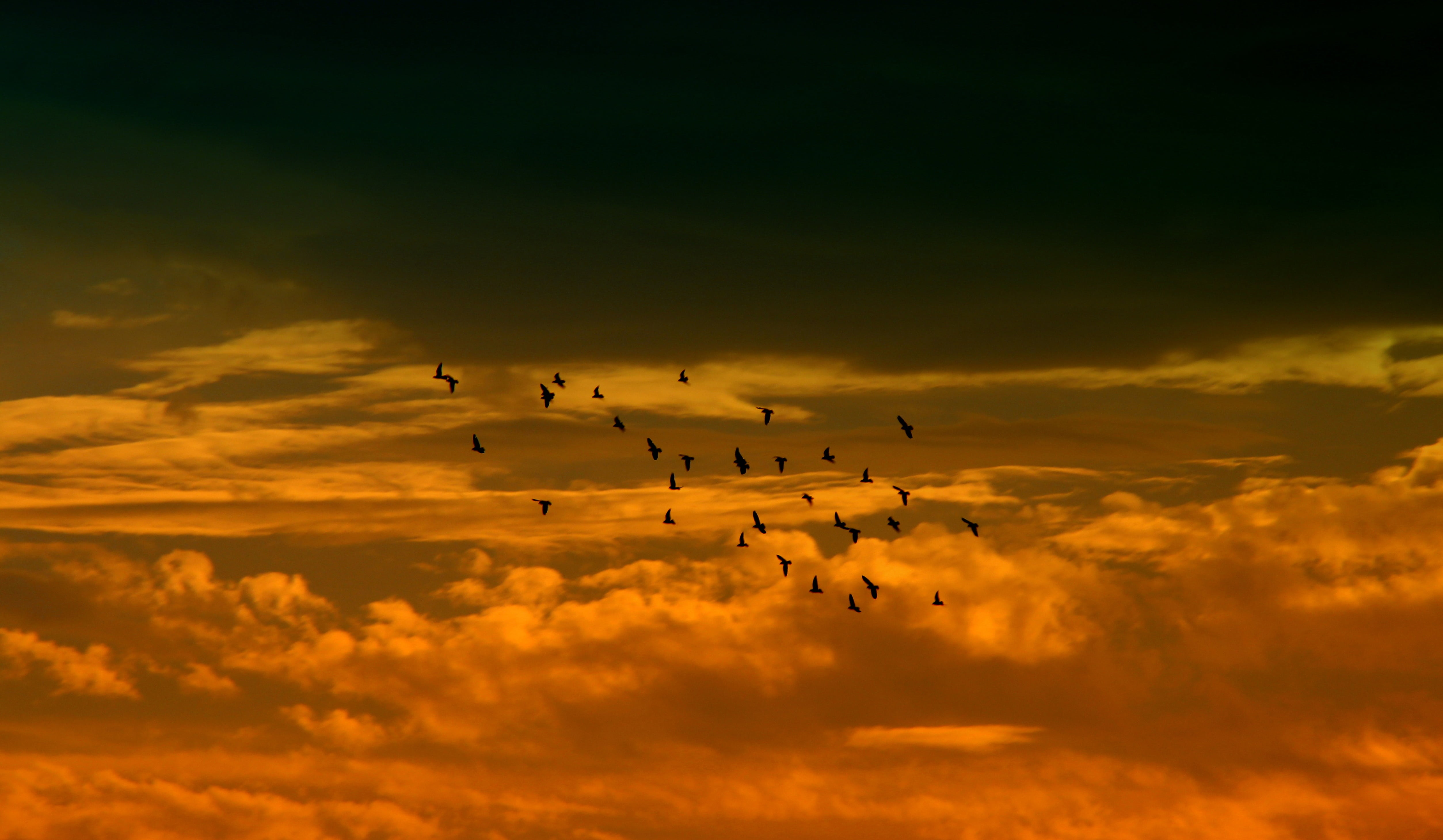 sunset, sky, cloud, birds, red, flying, nature, cloud - sky