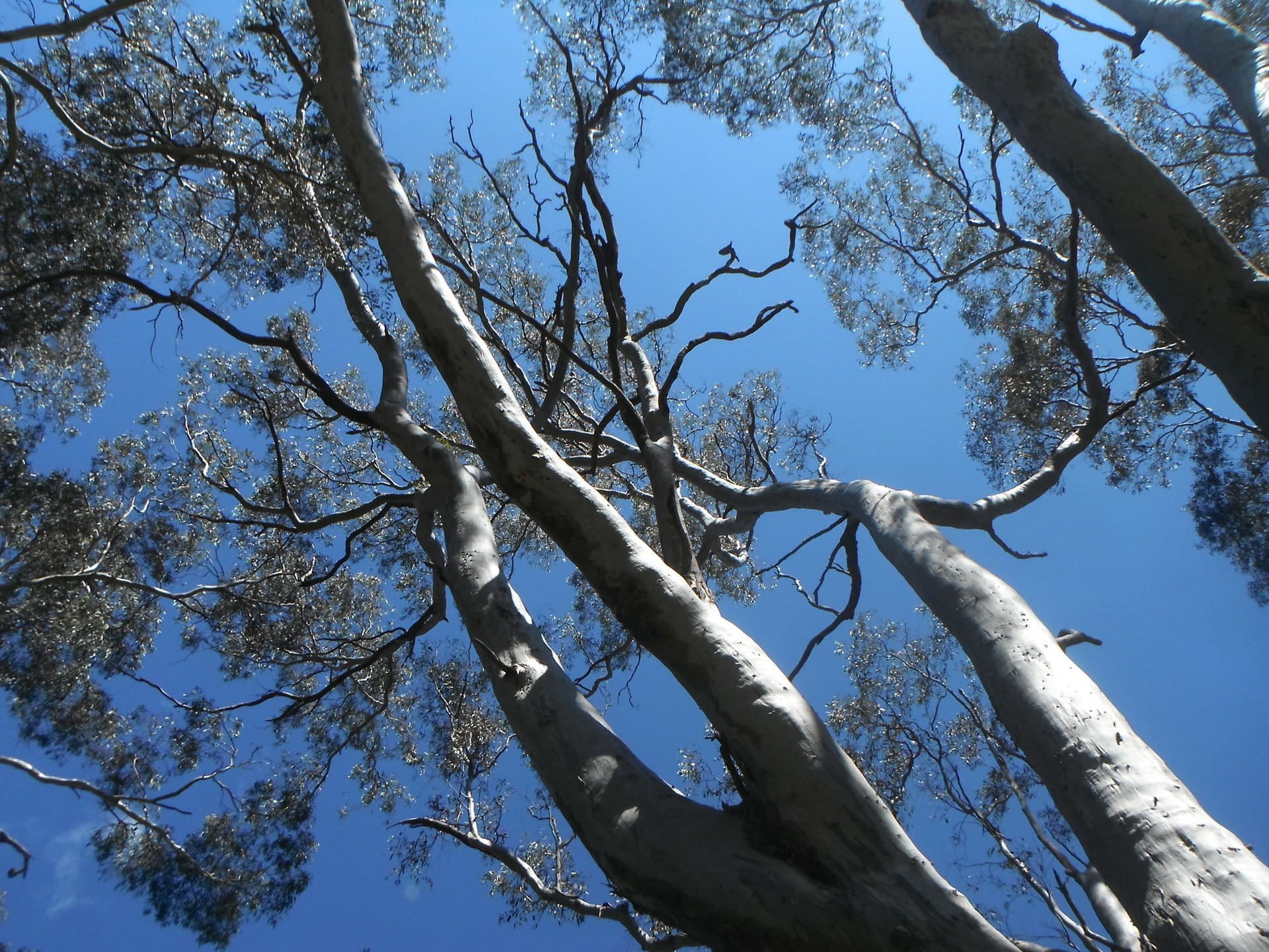 tree, forest, woods, landscape, environment, nature, branches