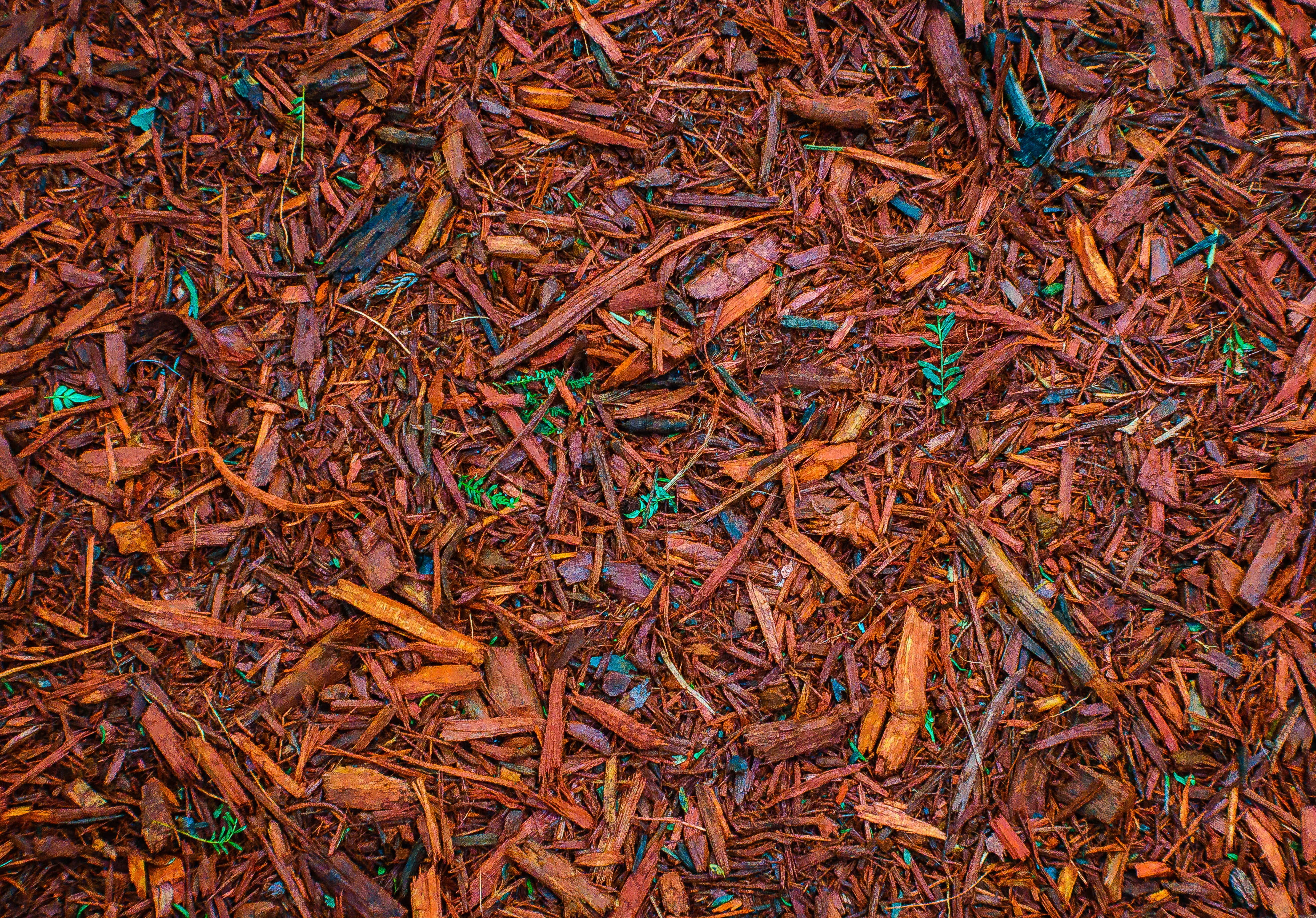 patterns, forms, design, texture, decoration, colorful, nature