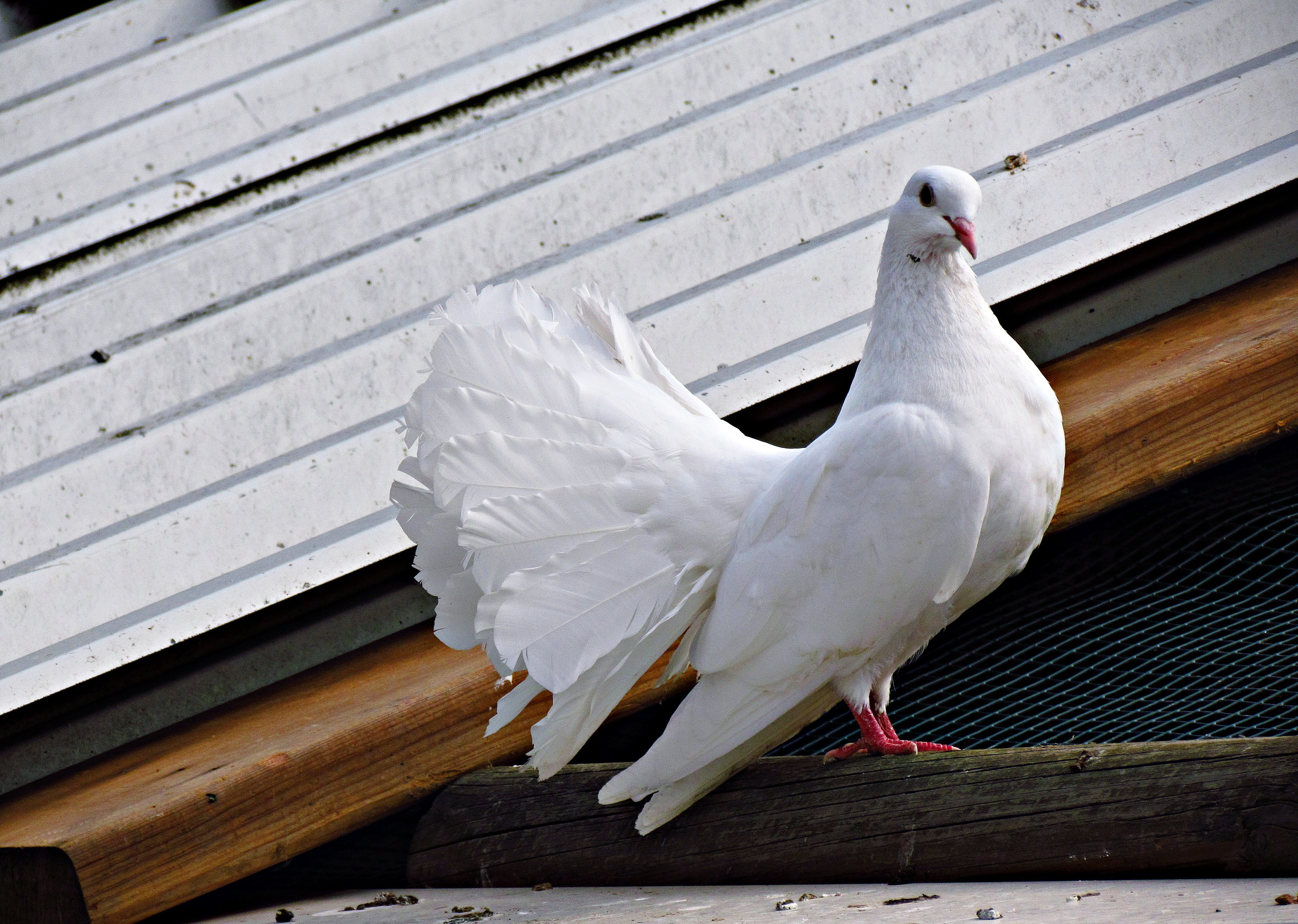 white fan-tail pigeon, dove, bird, wings, dom, nature, pigeons