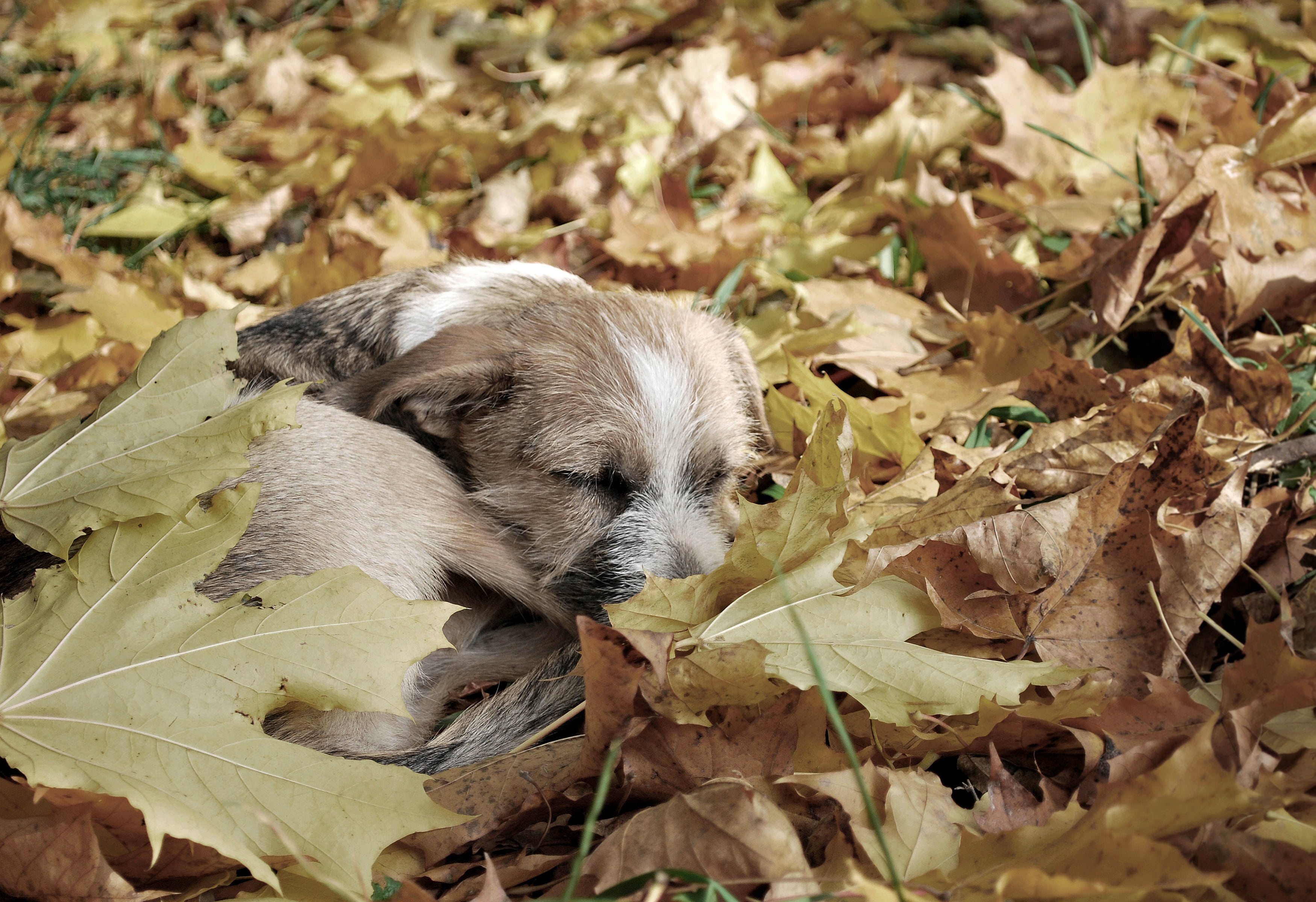 brown Border terrier puppy laying down on brown leaves, dog, each