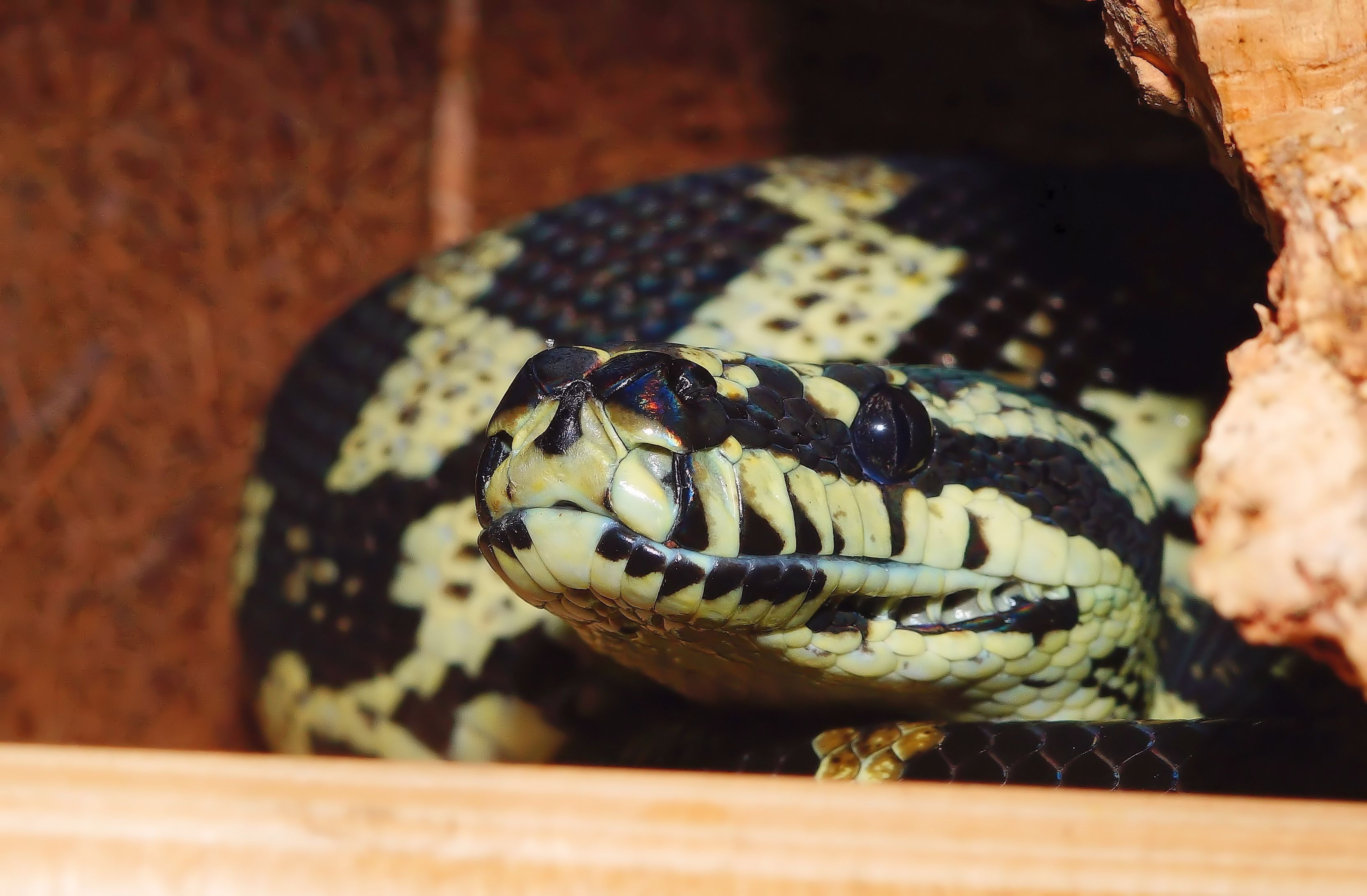 snake, carpet python, diamond python, portrait, wild animal