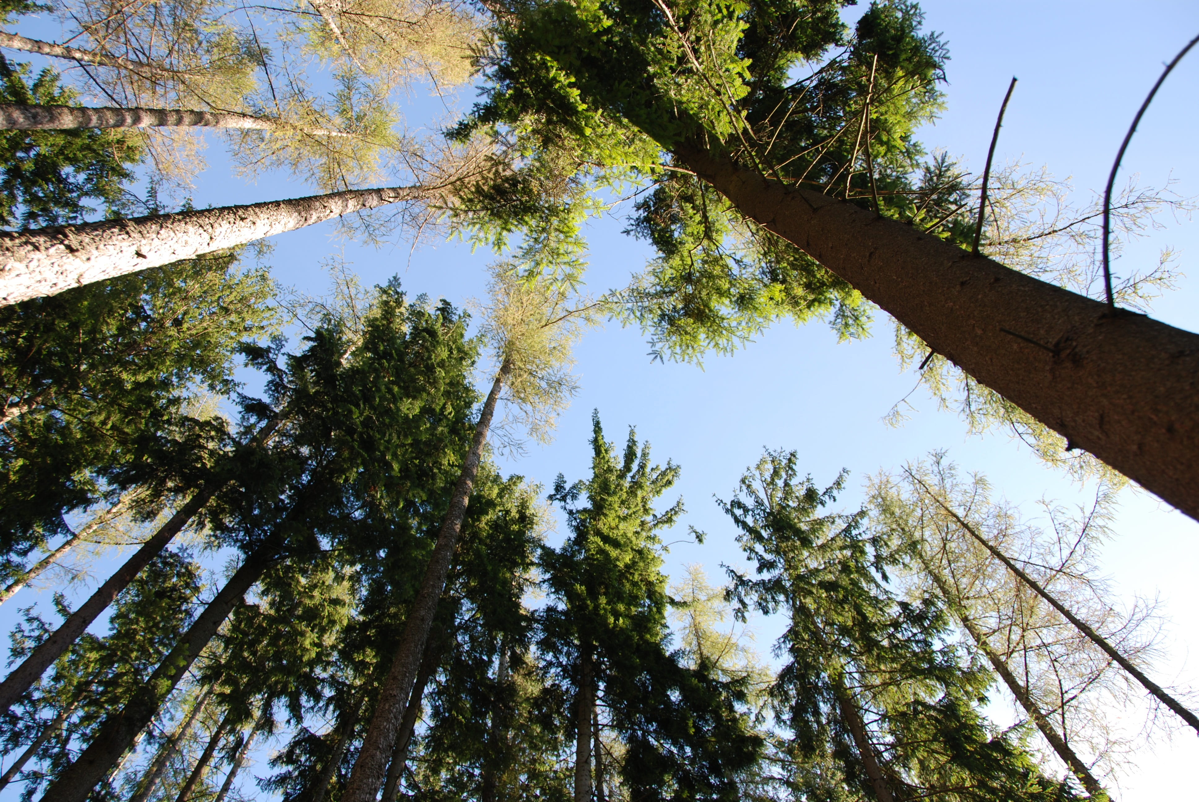 trees, sky, perspective, plant, low angle view, growth, tree trunk