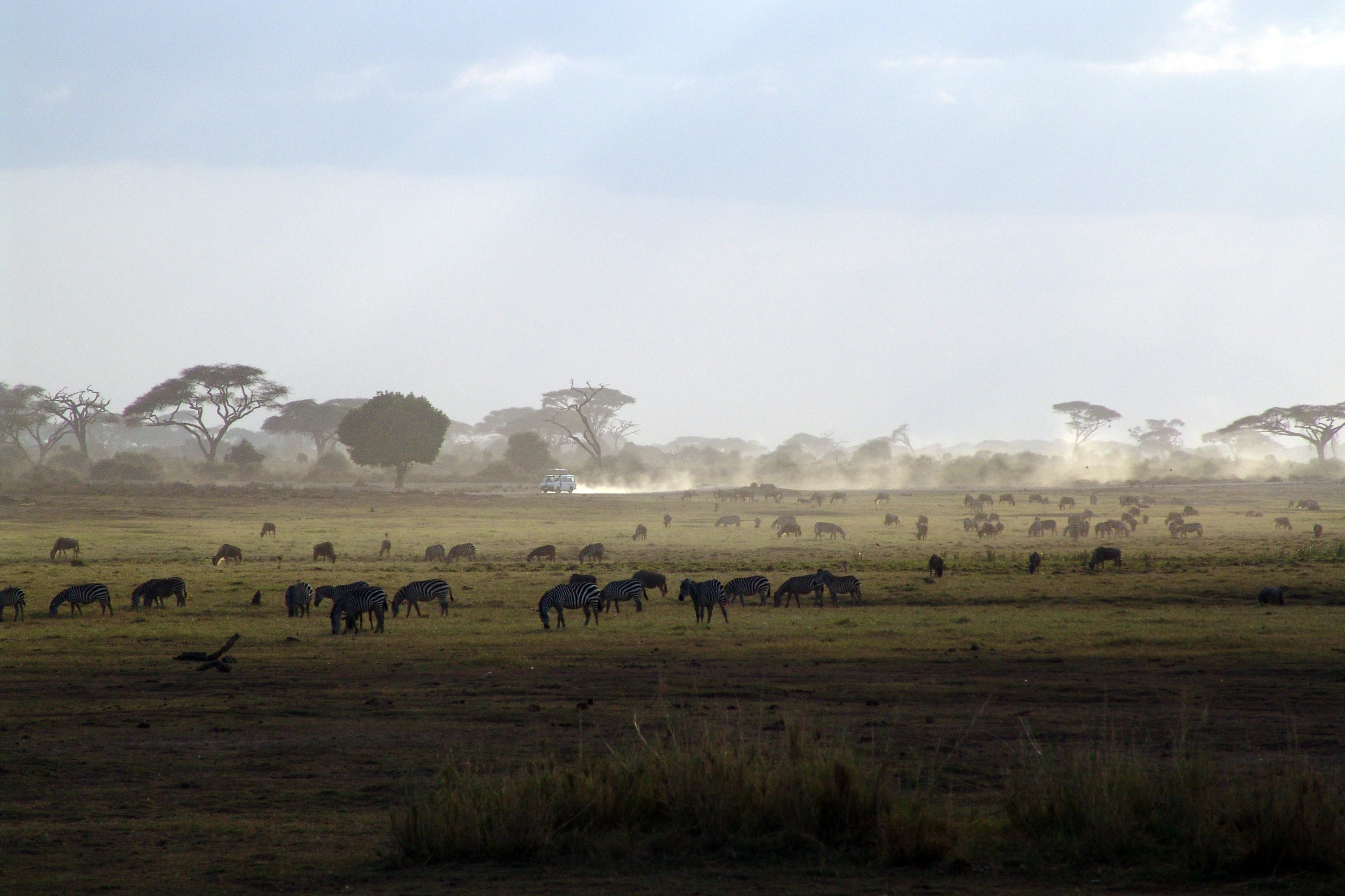 group of animals on grass field, safari, kenya, africa, national park