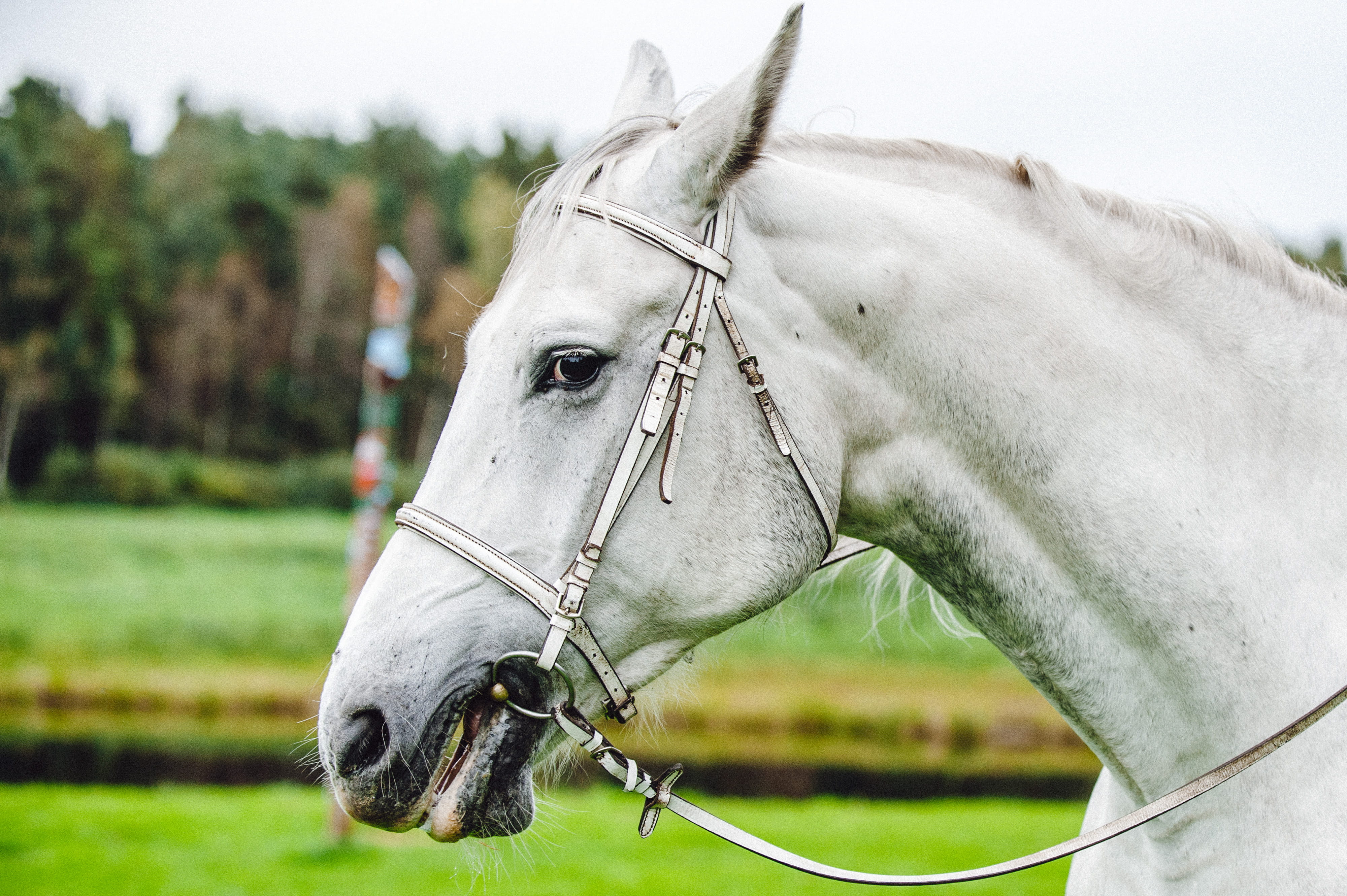 Gray dressage horse, animals, outdoors, nature, farm, rural Scene