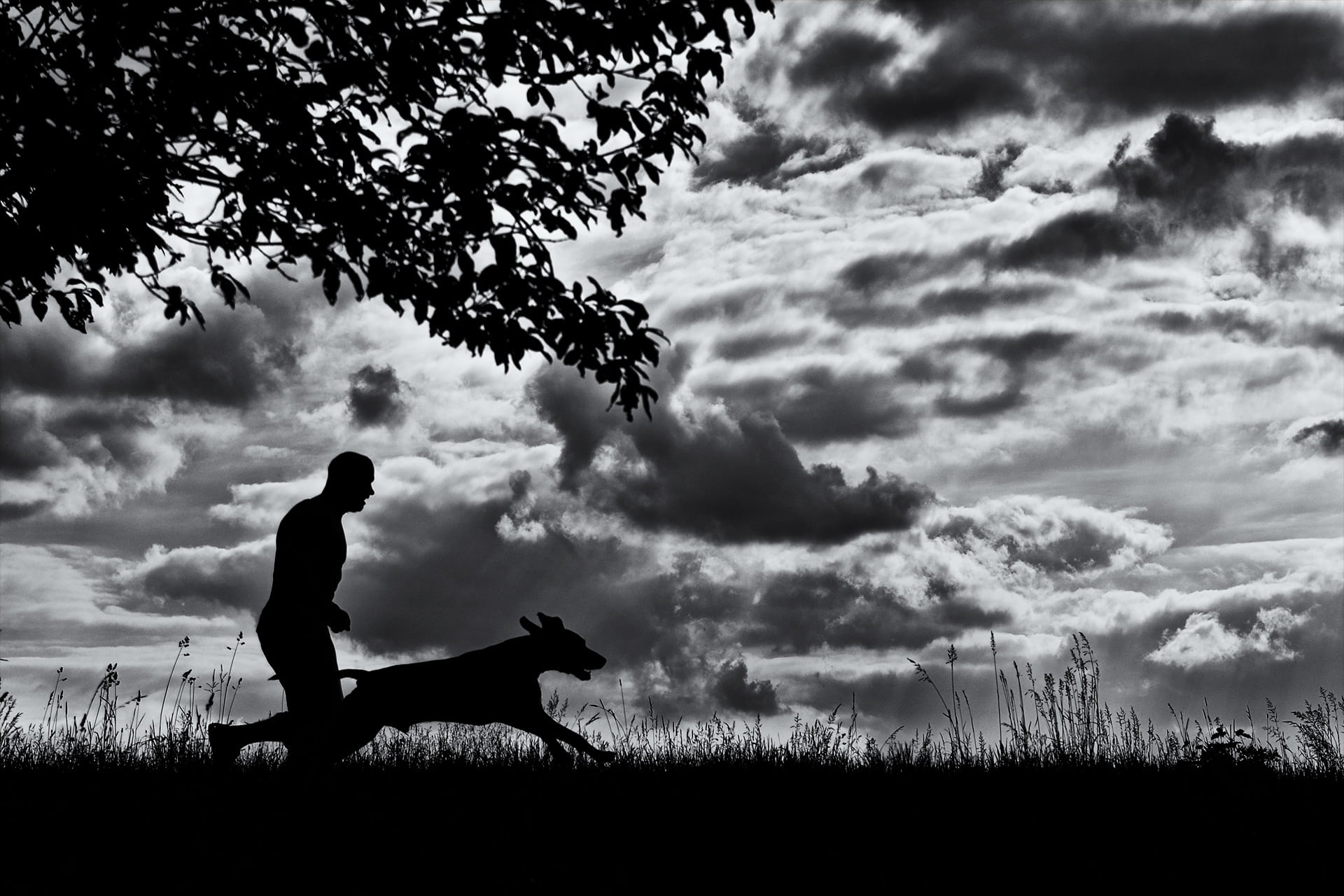 silhouette of dog and man runs on grass field, running dog, man and dog