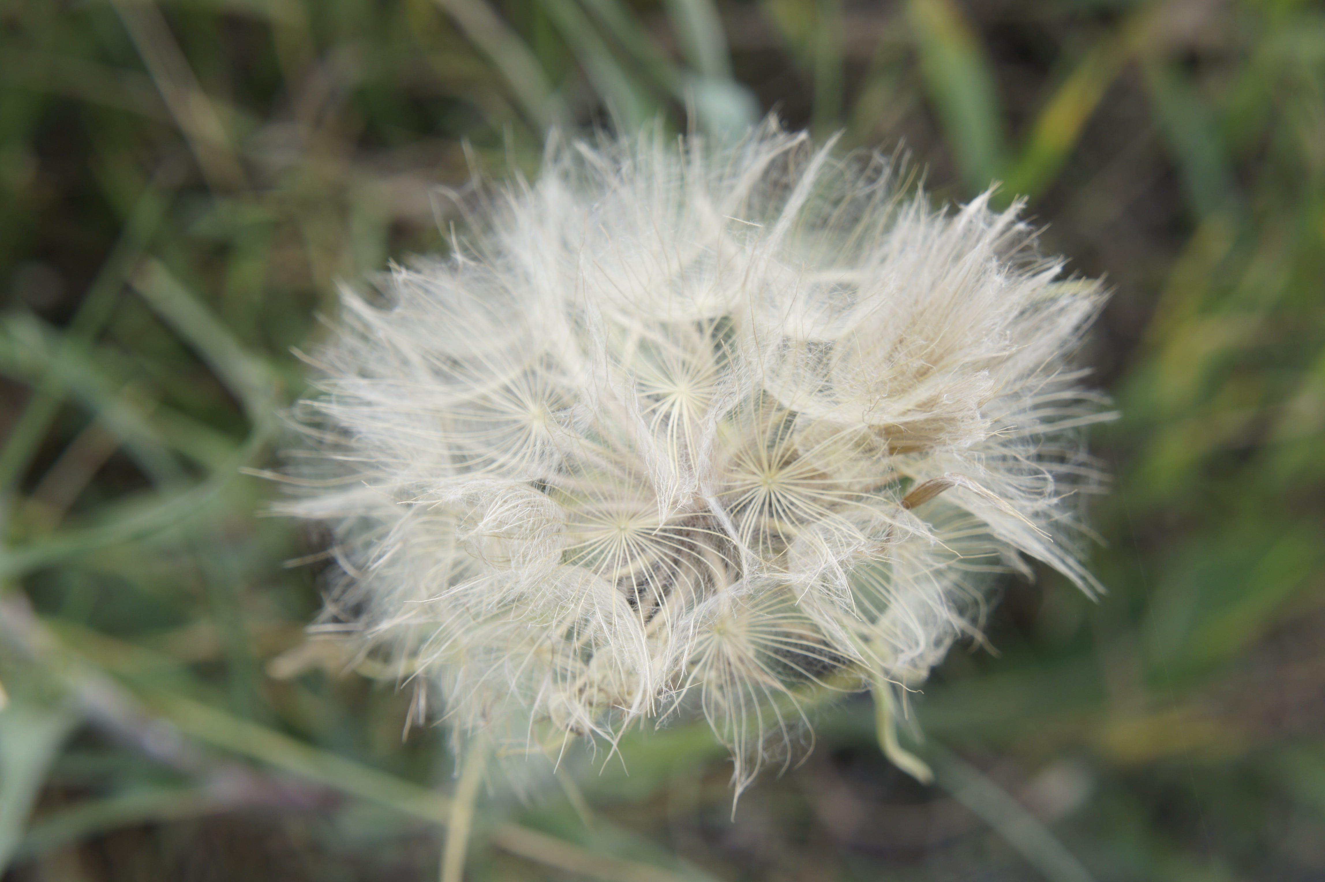 dandelion, nature, flower, close, fragility, vulnerability