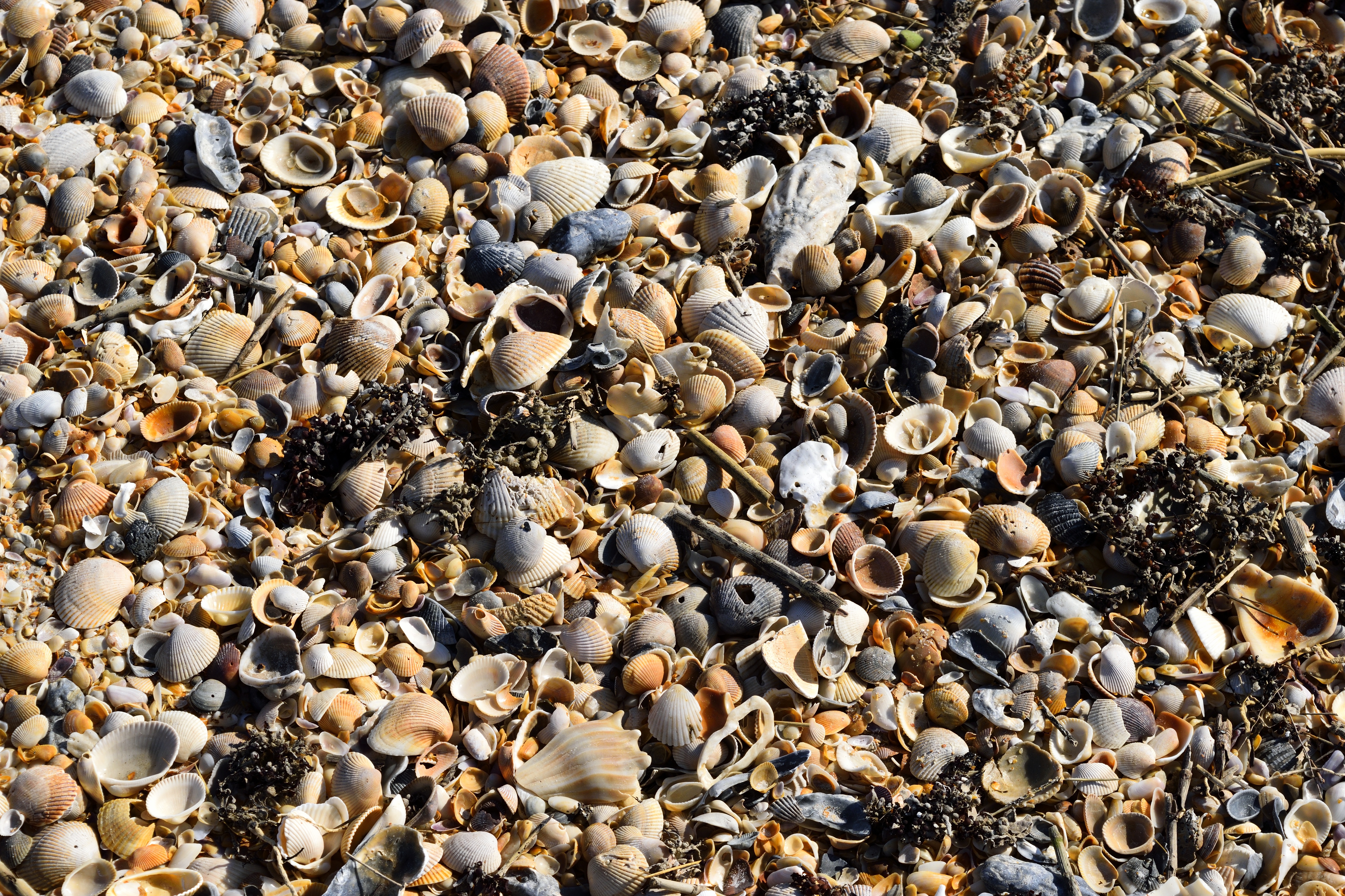 beach shells, background, backdrop, pattern, shapes, colors
