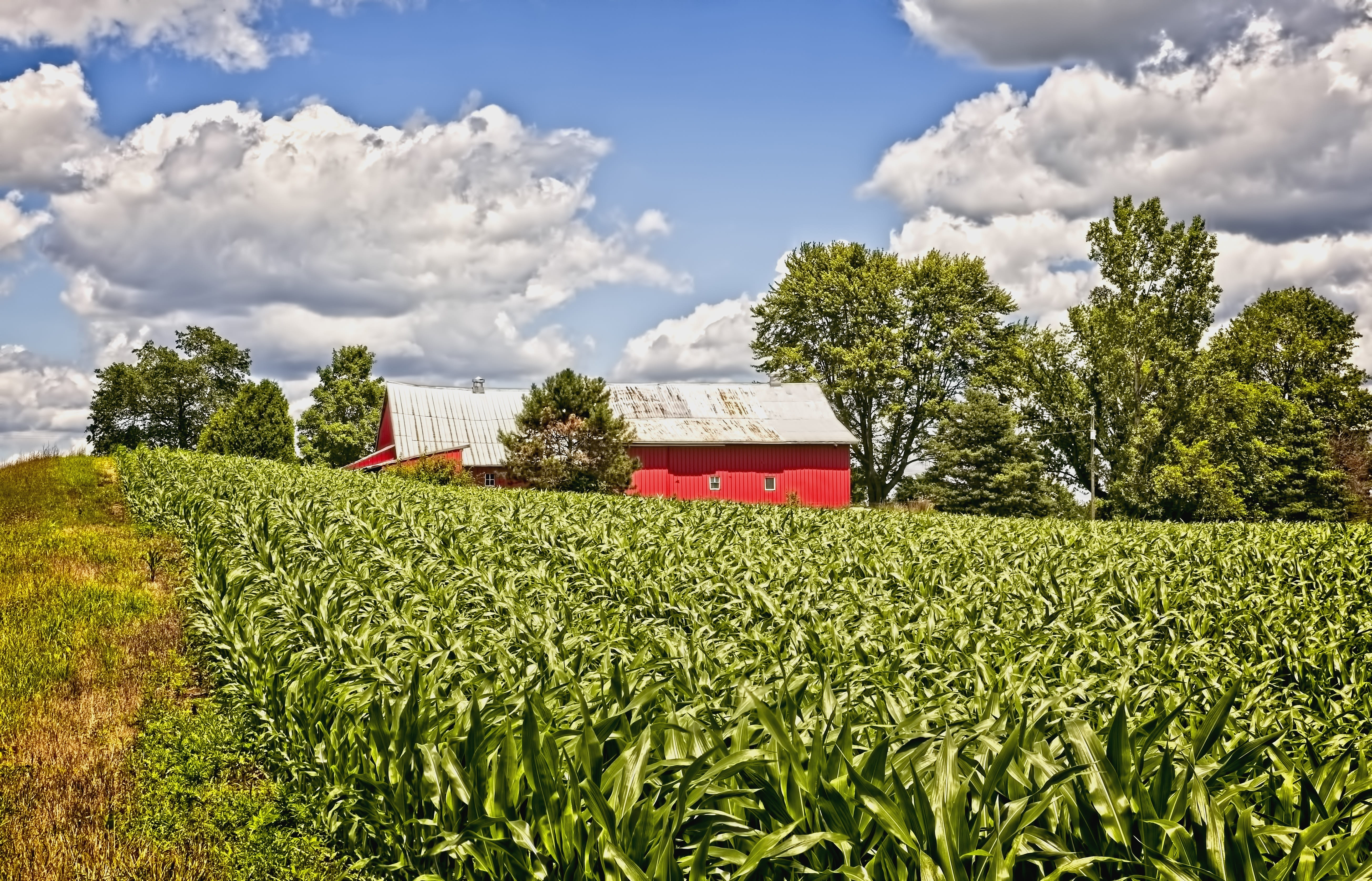 barn, rustic, barns, corn, cornfield, ohio, digital art, rural