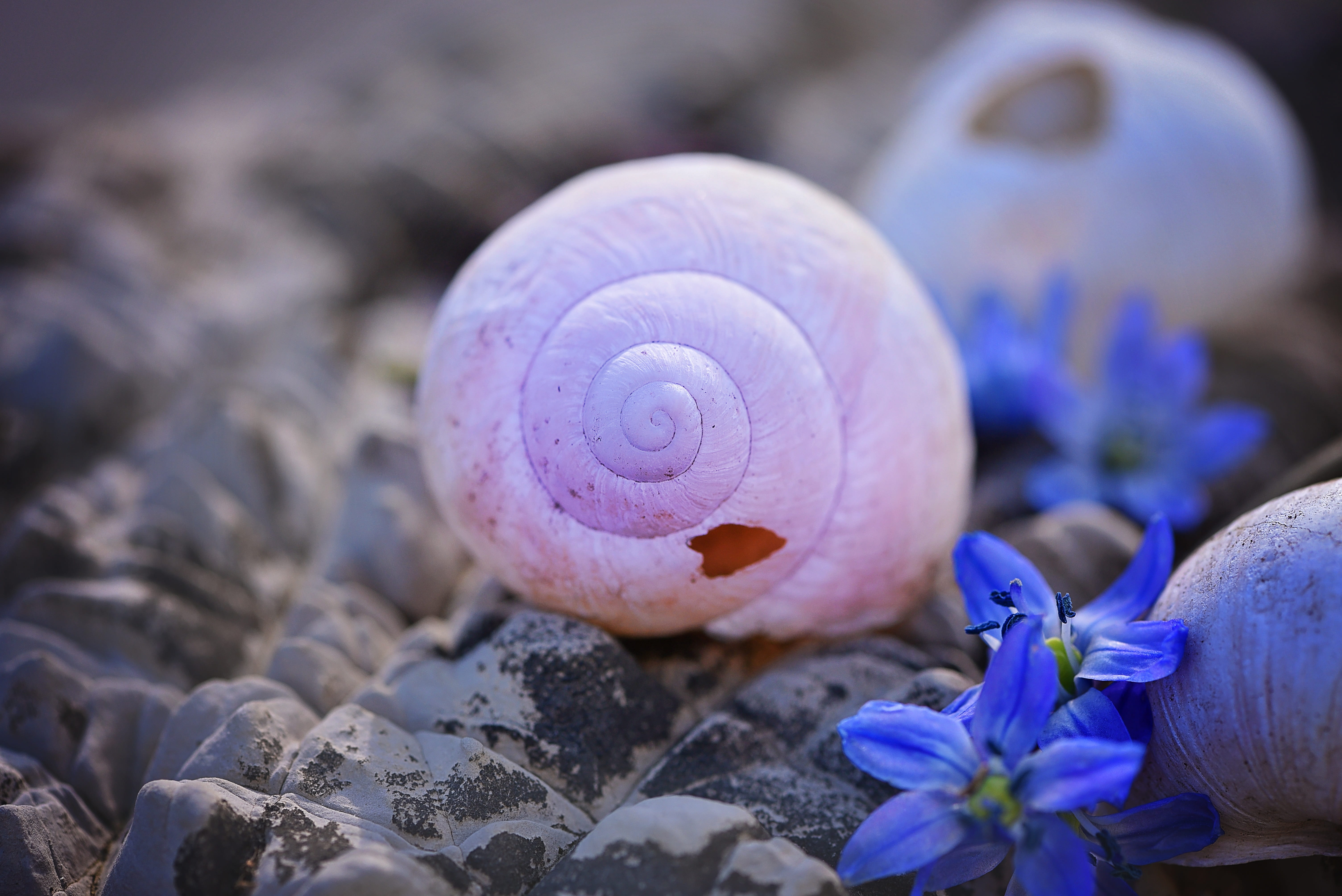 selective focus pink snail beside purple flowers, shell, empty