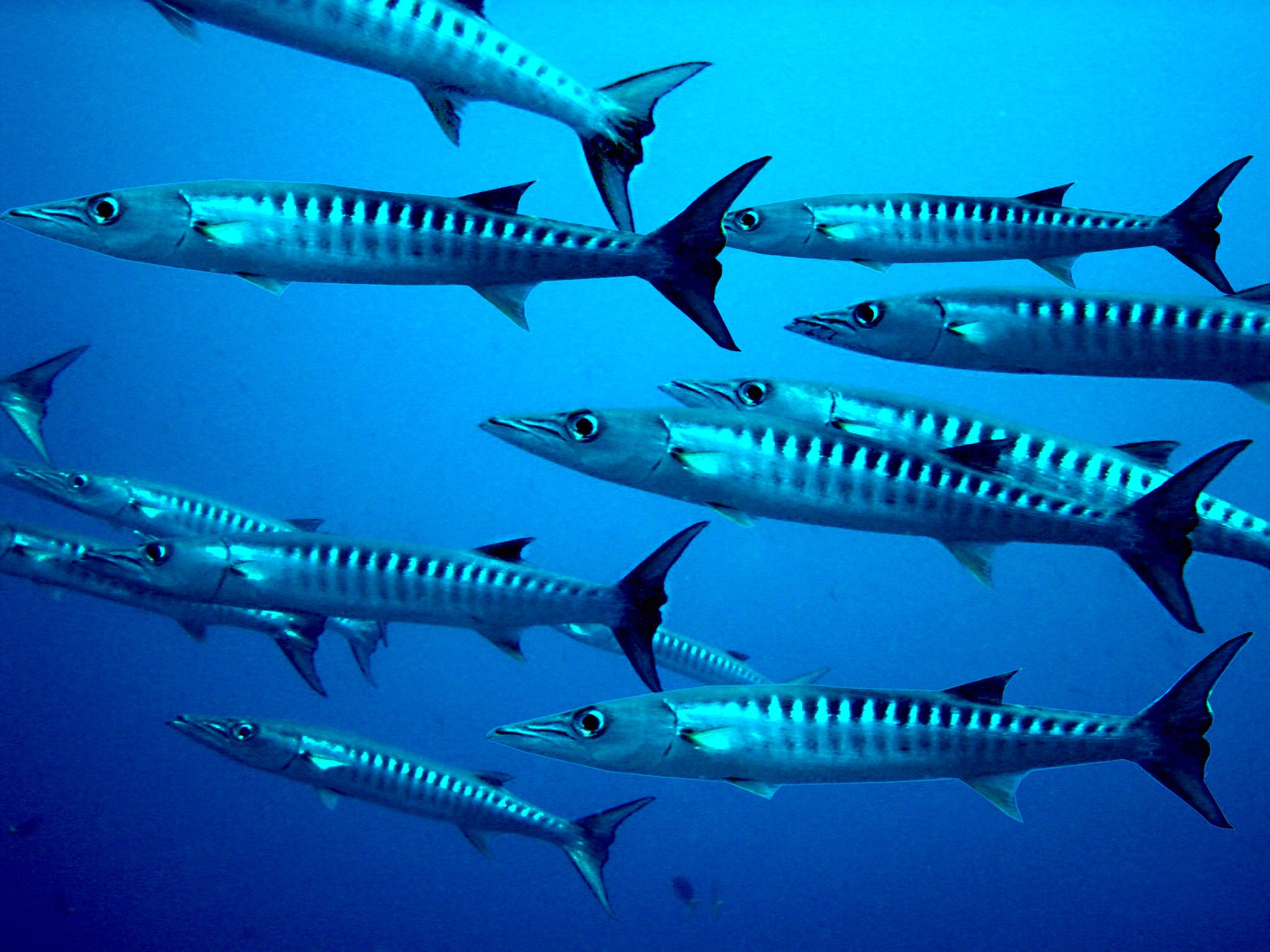 school of gray fish under water, barracuda, diving, meeresbewohner