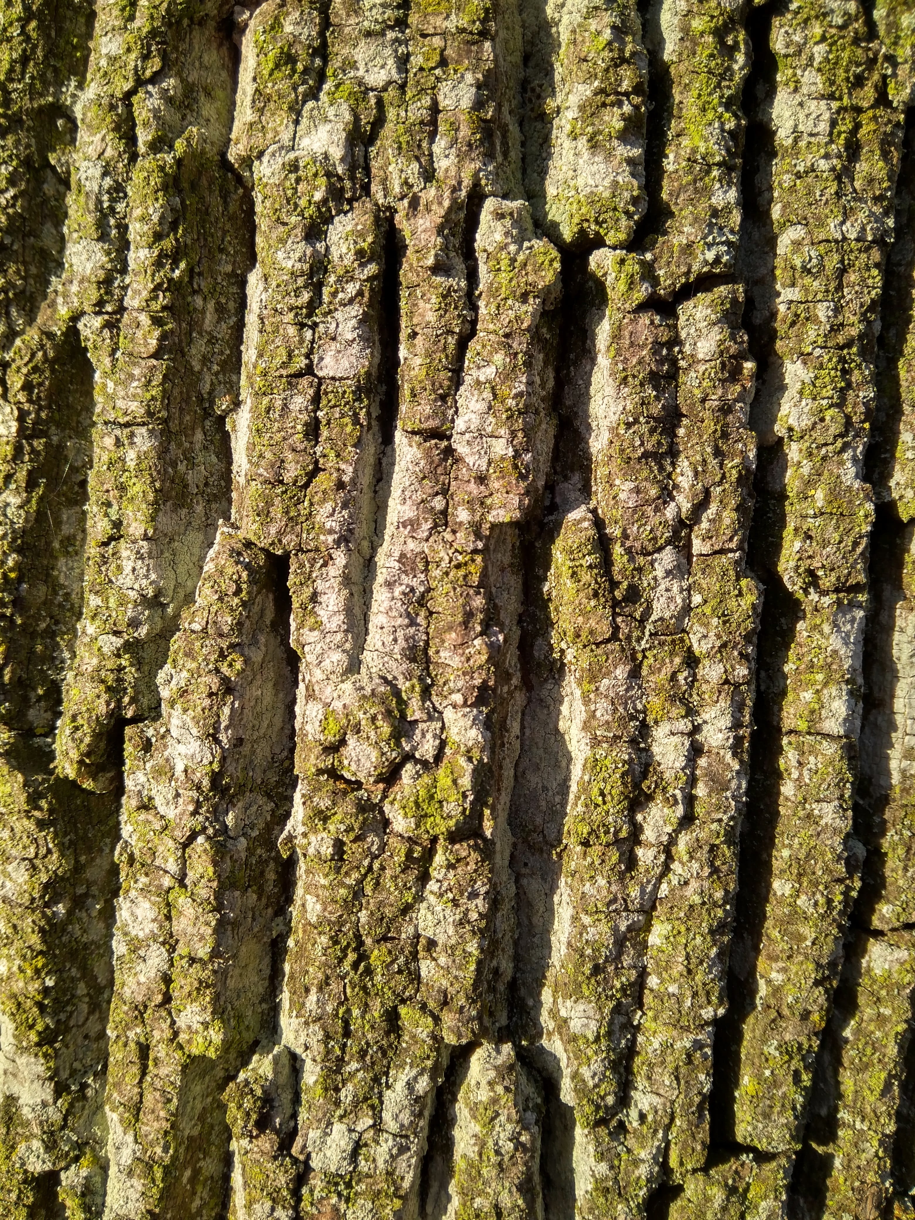 bark, tree, forest, full frame, tree trunk, textured, backgrounds